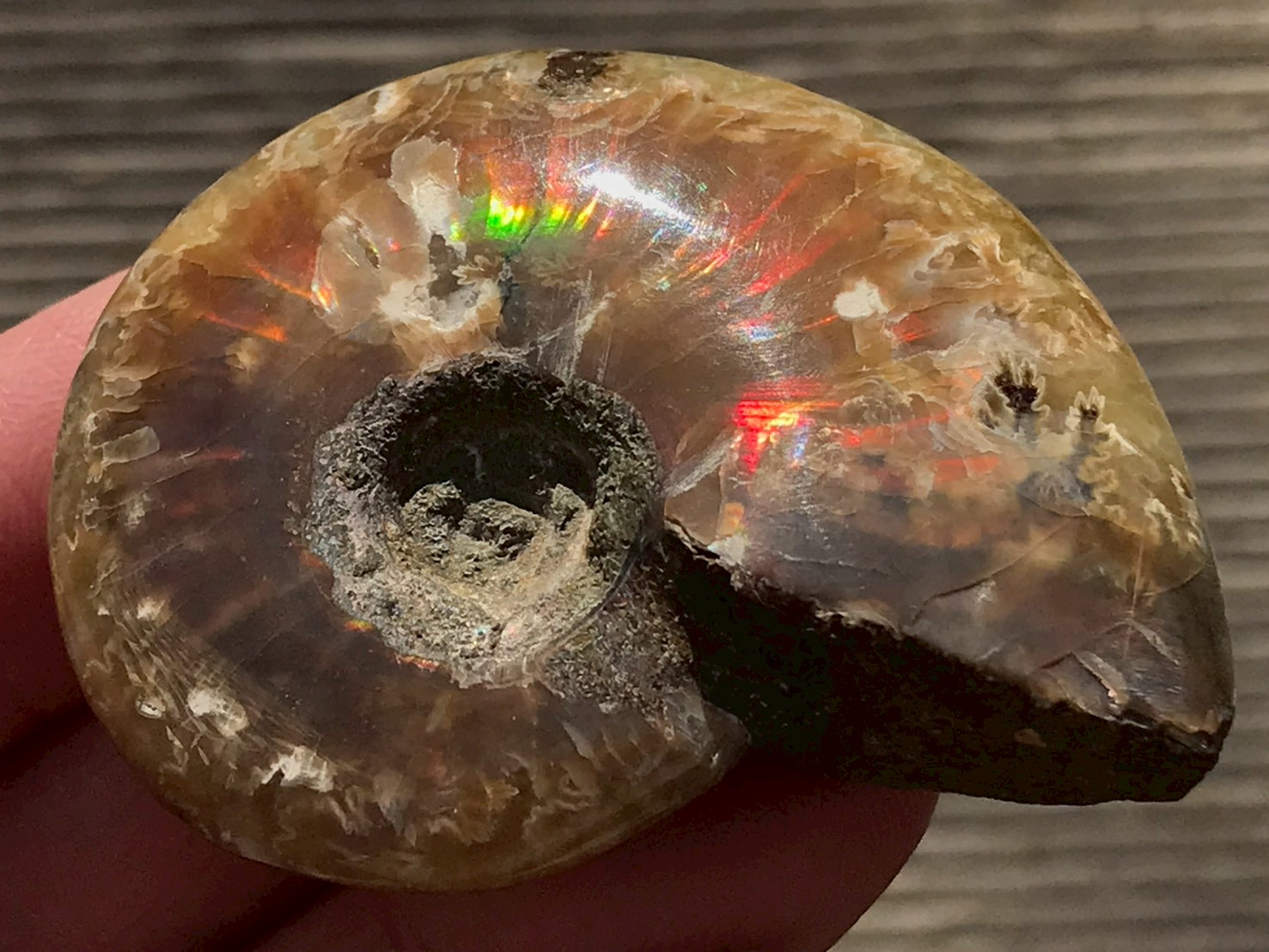 マダガスカル産 アンモナイト化石赤(クレオニセラス)小サイズ - 画像 (2)