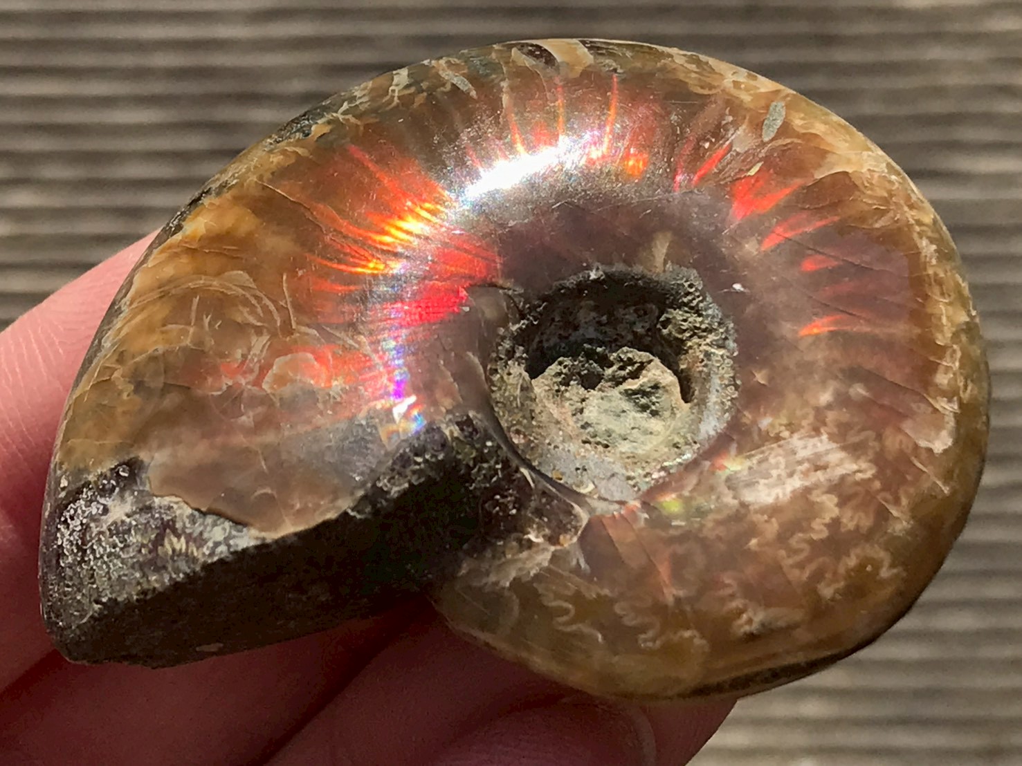 マダガスカル産 アンモナイト化石赤(クレオニセラス)小サイズ