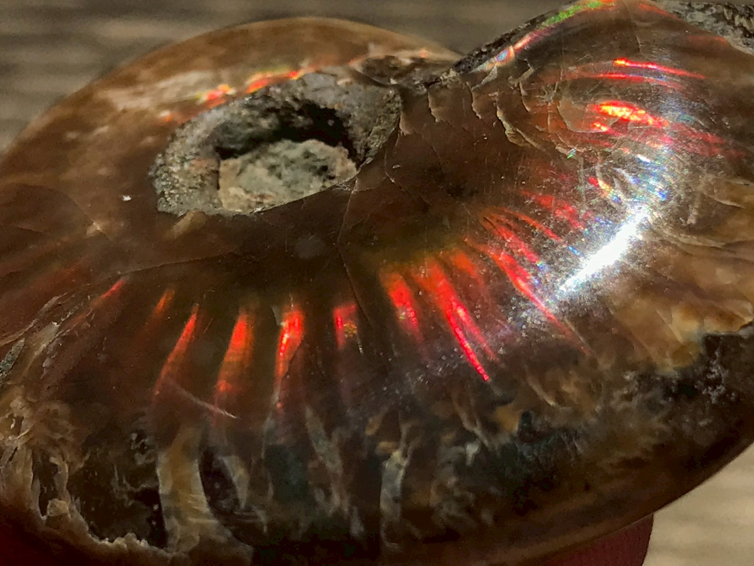 マダガスカル産 アンモナイト化石赤(クレオニセラス)小サイズ - 画像 (4)