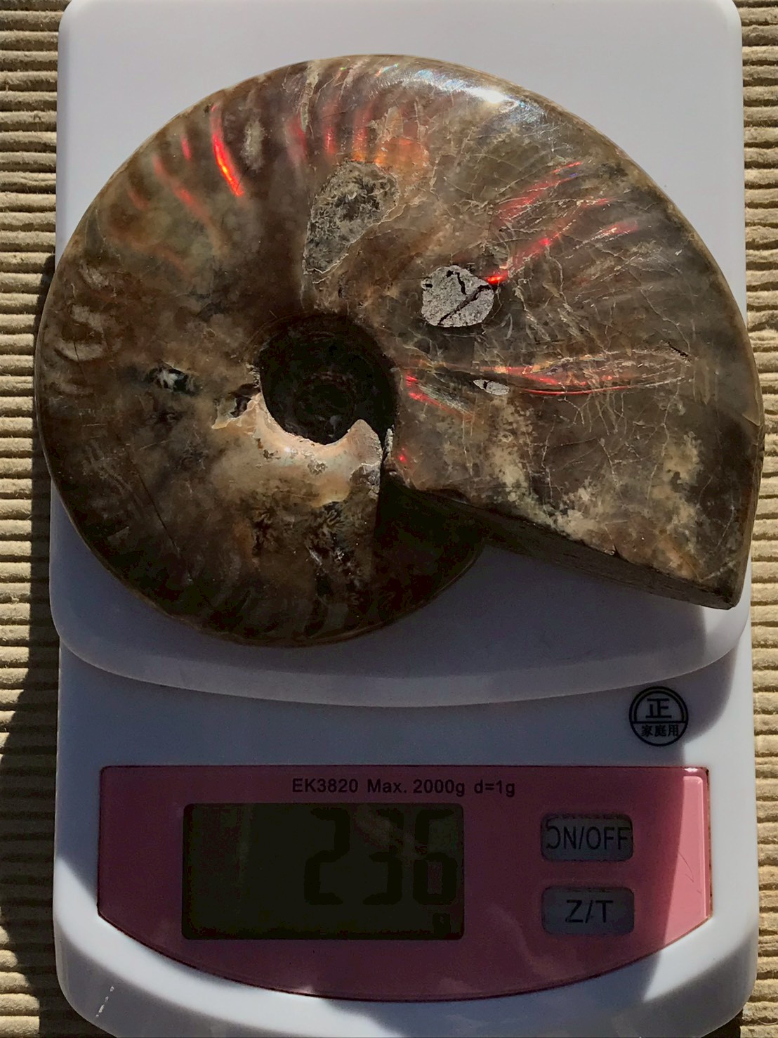 マダガスカル産 アンモナイト化石赤(クリオニセラス)中サイズ - 画像 (4)