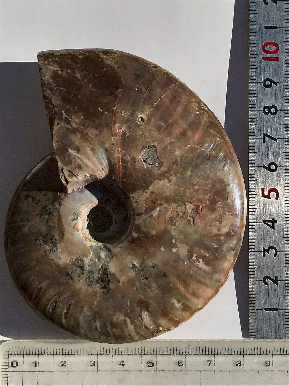 マダガスカル産 アンモナイト化石赤(クリオニセラス)中サイズ - 画像 (3)