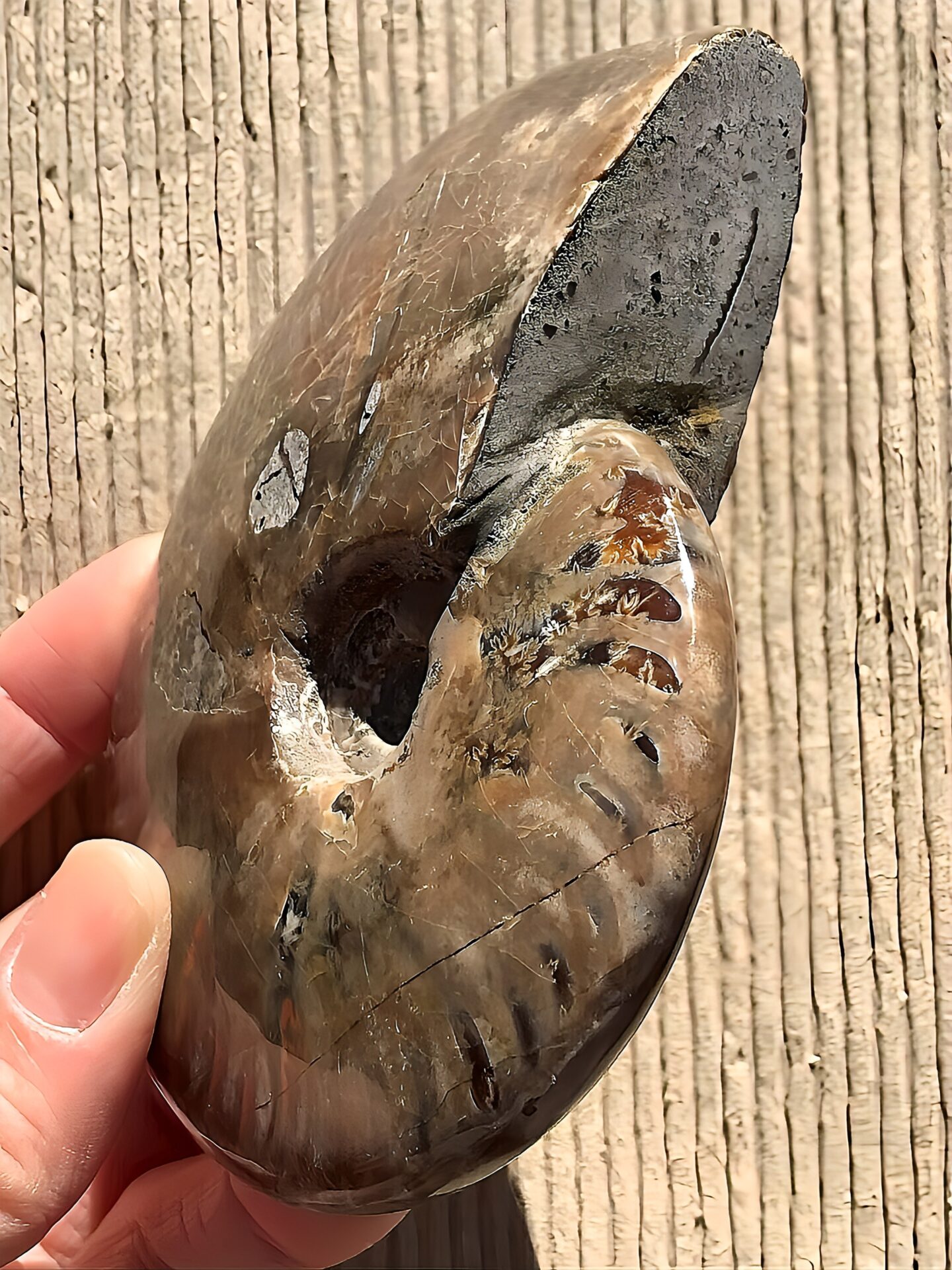 マダガスカル産 アンモナイト化石赤(クリオニセラス)中サイズ - 画像 (2)