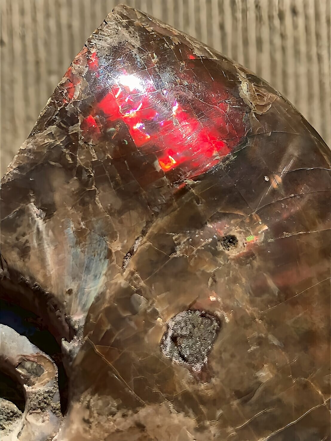 マダガスカル産 アンモナイト化石赤(クリオニセラス)中サイズ - 画像 (9)