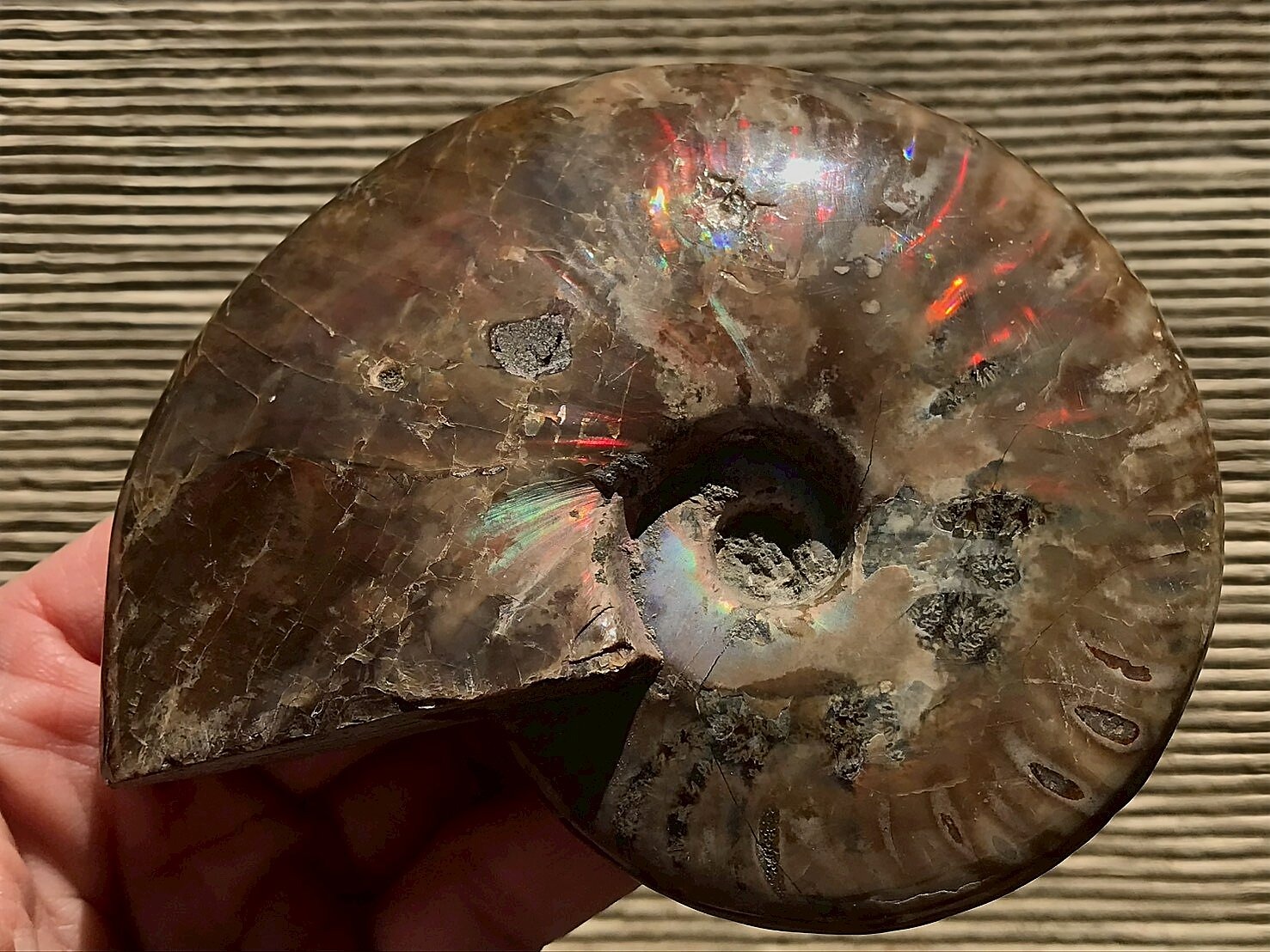 マダガスカル産 アンモナイト化石赤(クリオニセラス)中サイズ - 画像 (7)