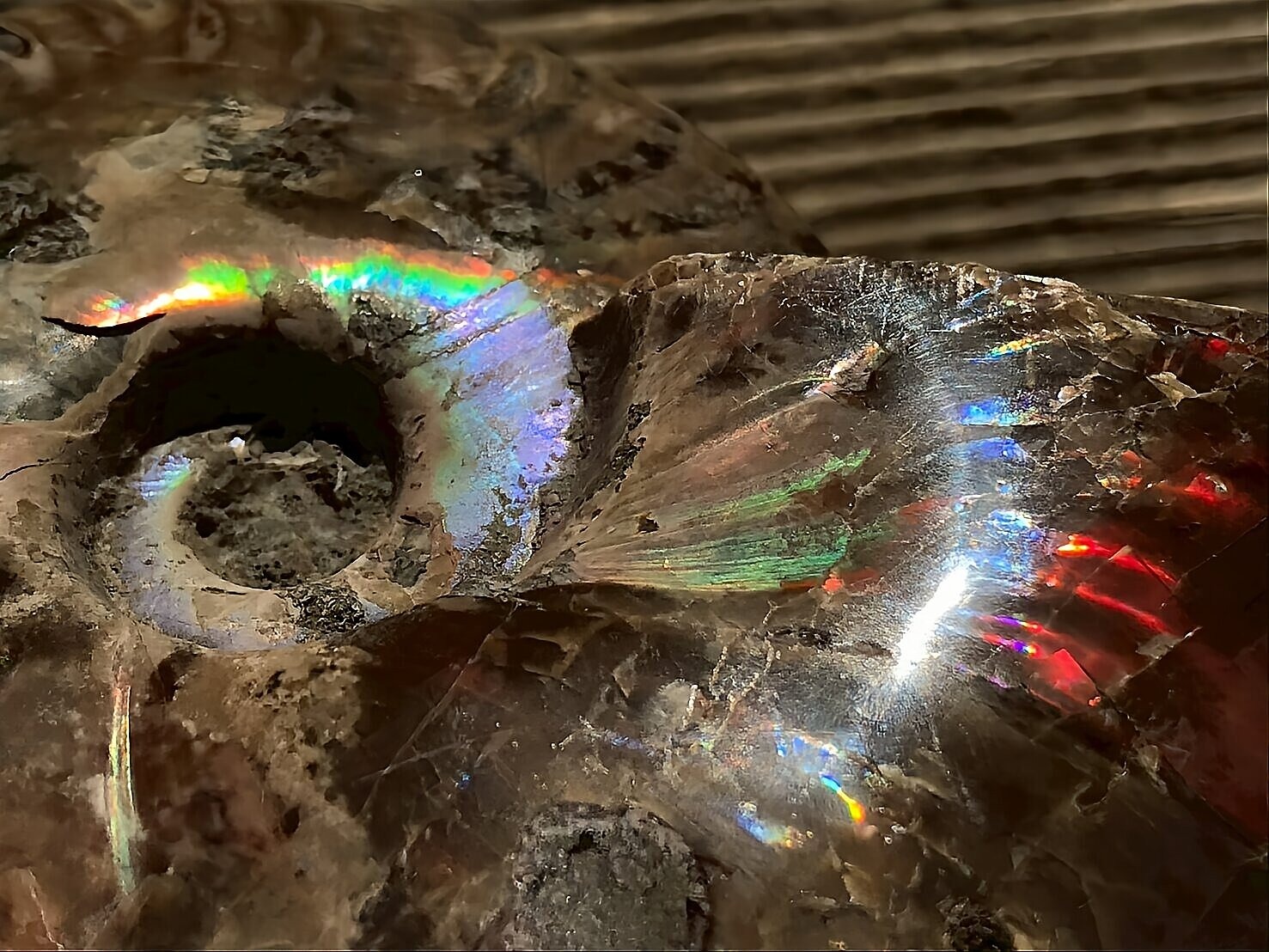 マダガスカル産 アンモナイト化石赤(クリオニセラス)中サイズ - 画像 (6)