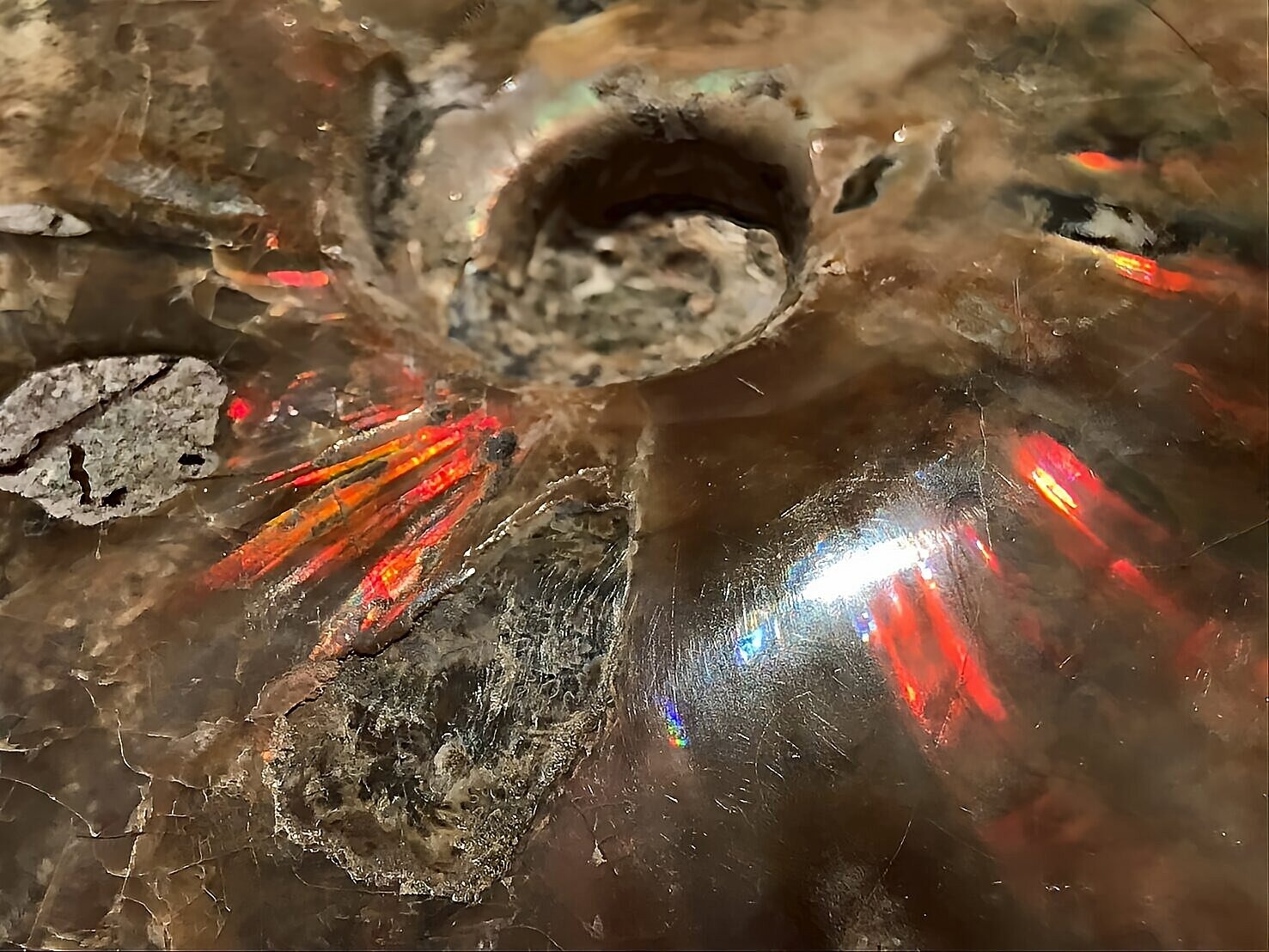 マダガスカル産 アンモナイト化石赤(クリオニセラス)中サイズ - 画像 (5)