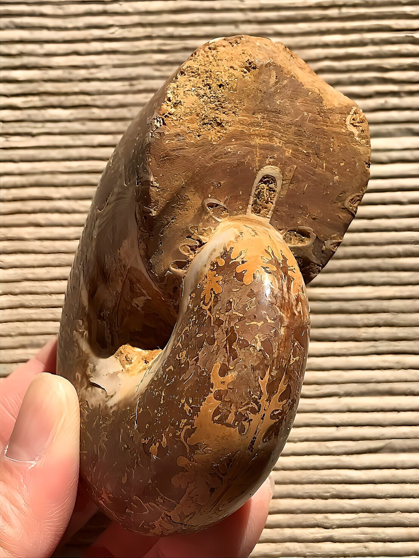 マダガスカル産アンモナイト-研磨(プチコフィロセラス)縫合線 中個体 - 画像 (11)