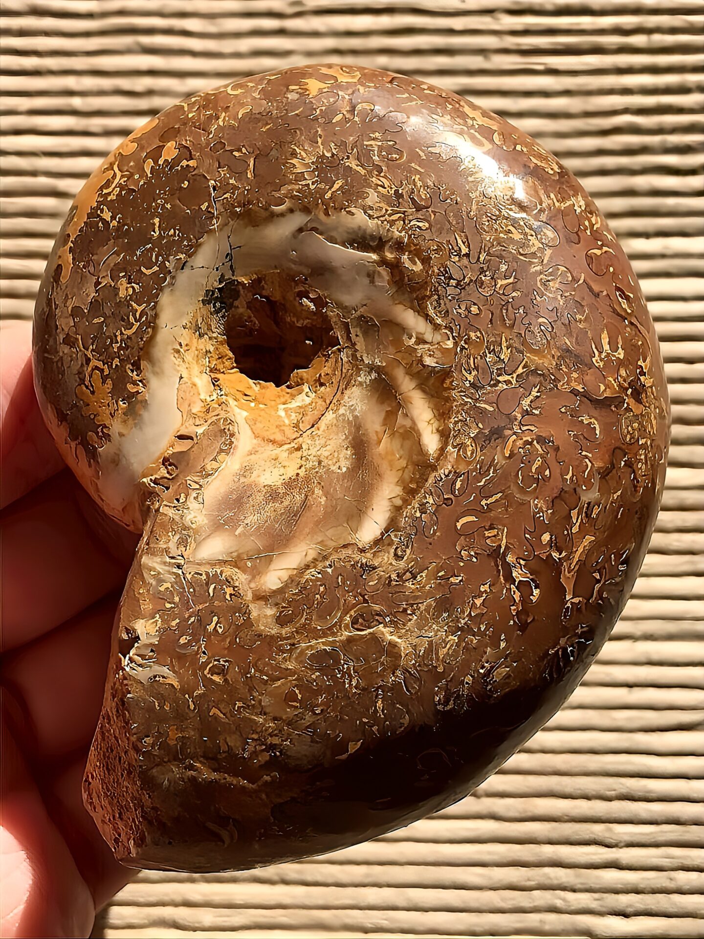 マダガスカル産アンモナイト-研磨(プチコフィロセラス)縫合線 中個体 - 画像 (2)