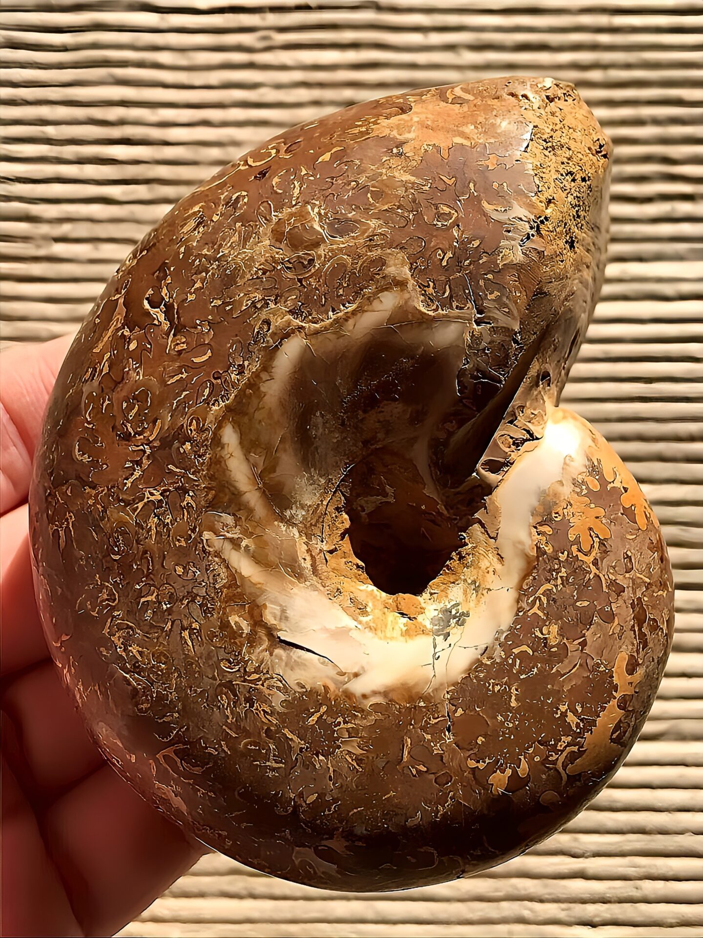 マダガスカル産アンモナイト-研磨(プチコフィロセラス)縫合線 中個体 - 画像 (3)
