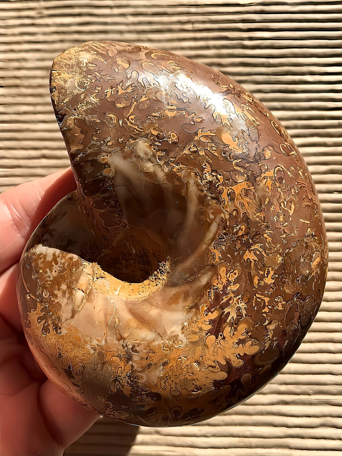 マダガスカル産アンモナイト-研磨(プチコフィロセラス)縫合線 中個体 - 画像 (4)