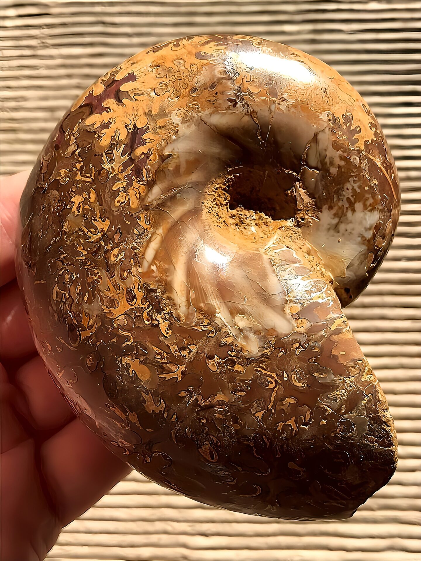 マダガスカル産アンモナイト-研磨(プチコフィロセラス)縫合線 中個体 - 画像 (5)