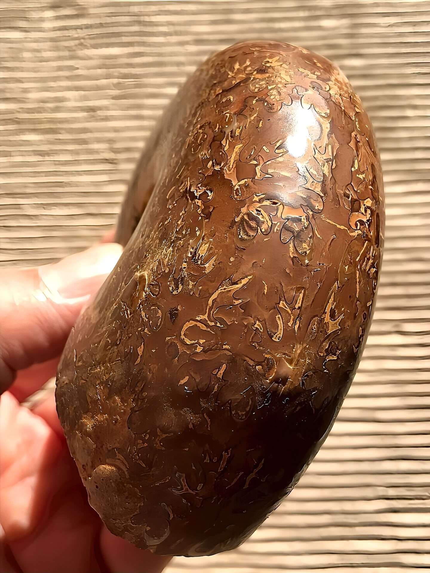 マダガスカル産アンモナイト-研磨(プチコフィロセラス)縫合線 中個体 - 画像 (6)