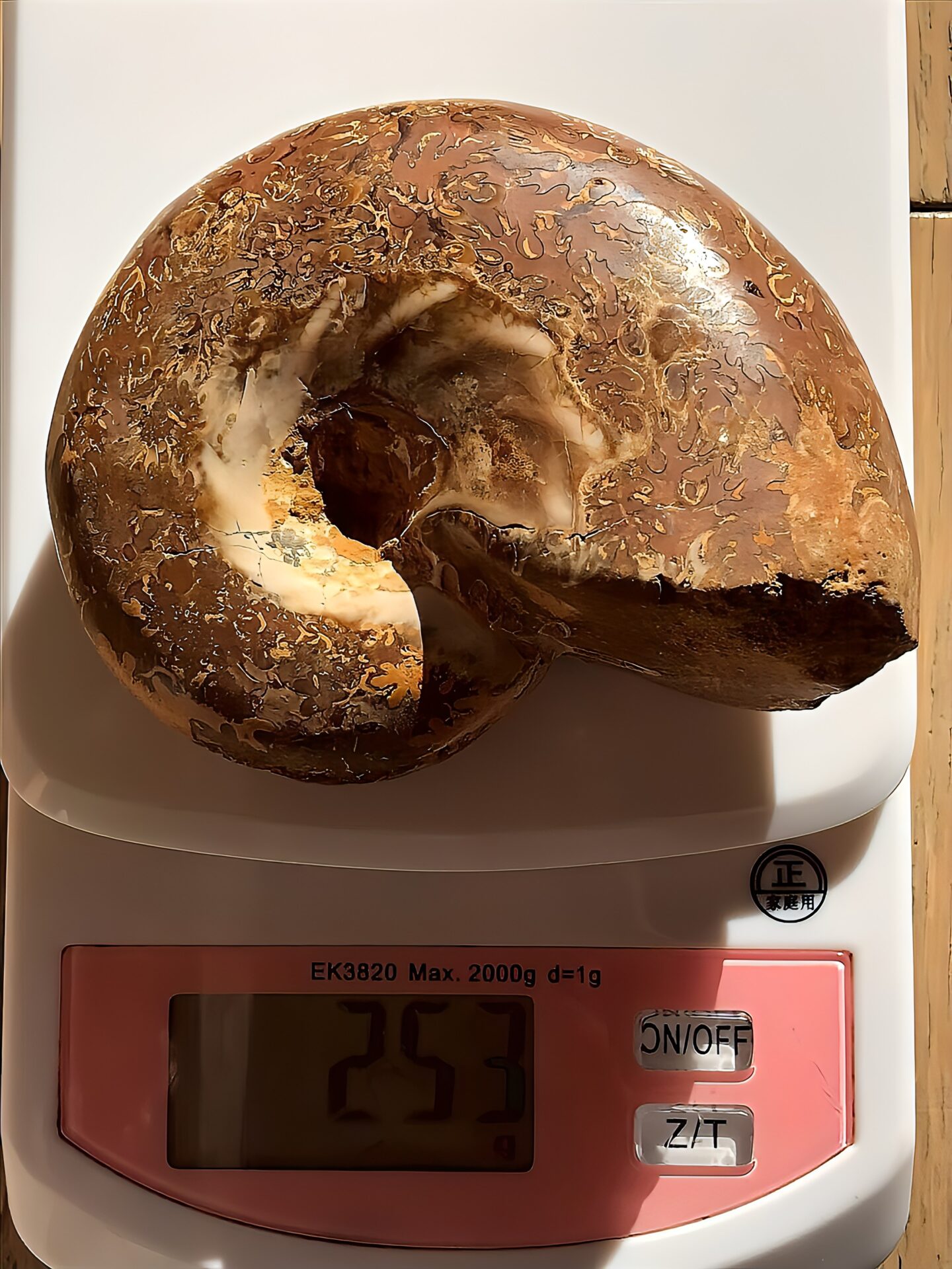 マダガスカル産アンモナイト-研磨(プチコフィロセラス)縫合線 中個体 - 画像 (7)