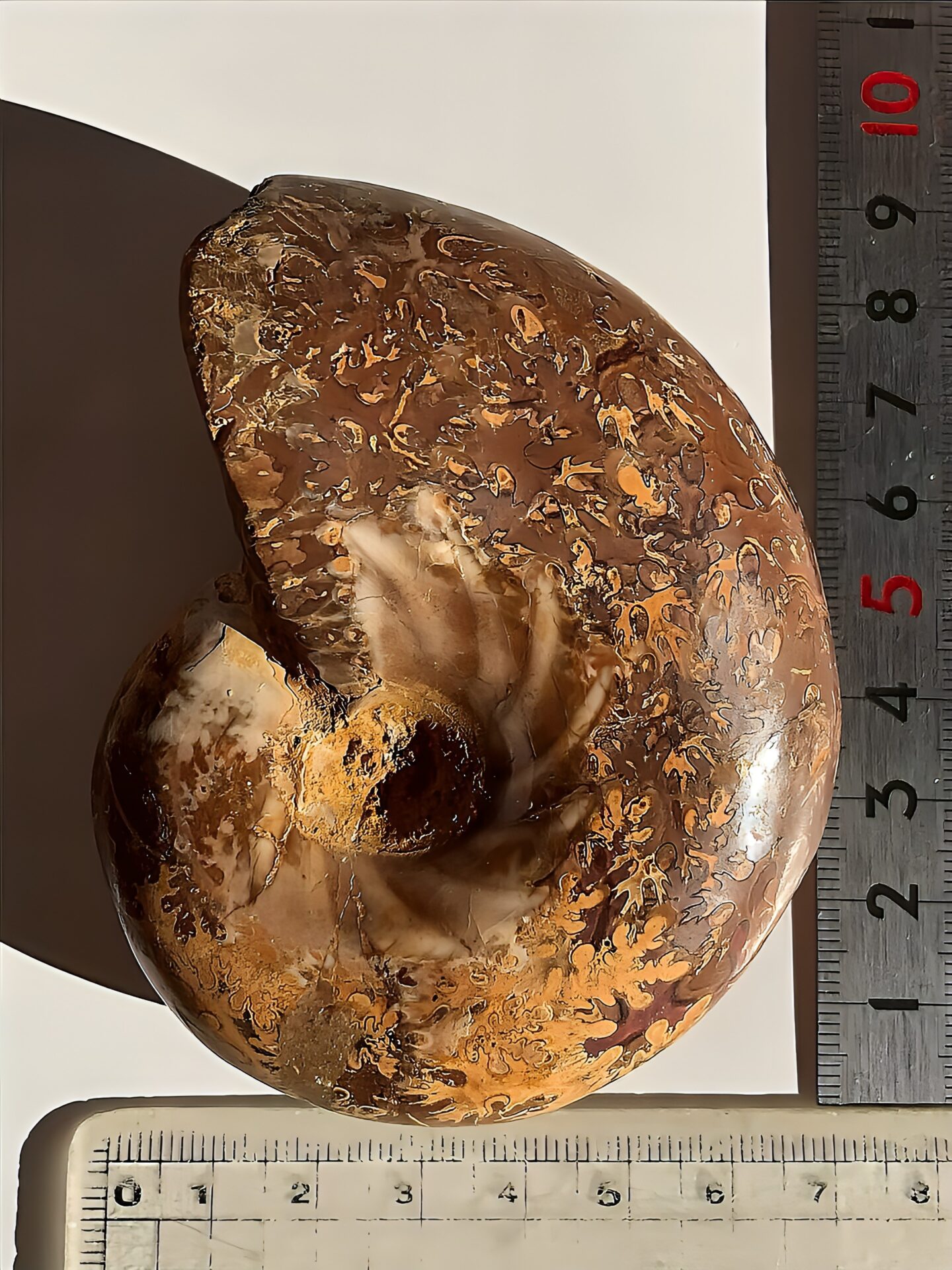 マダガスカル産アンモナイト-研磨(プチコフィロセラス)縫合線 中個体 - 画像 (8)