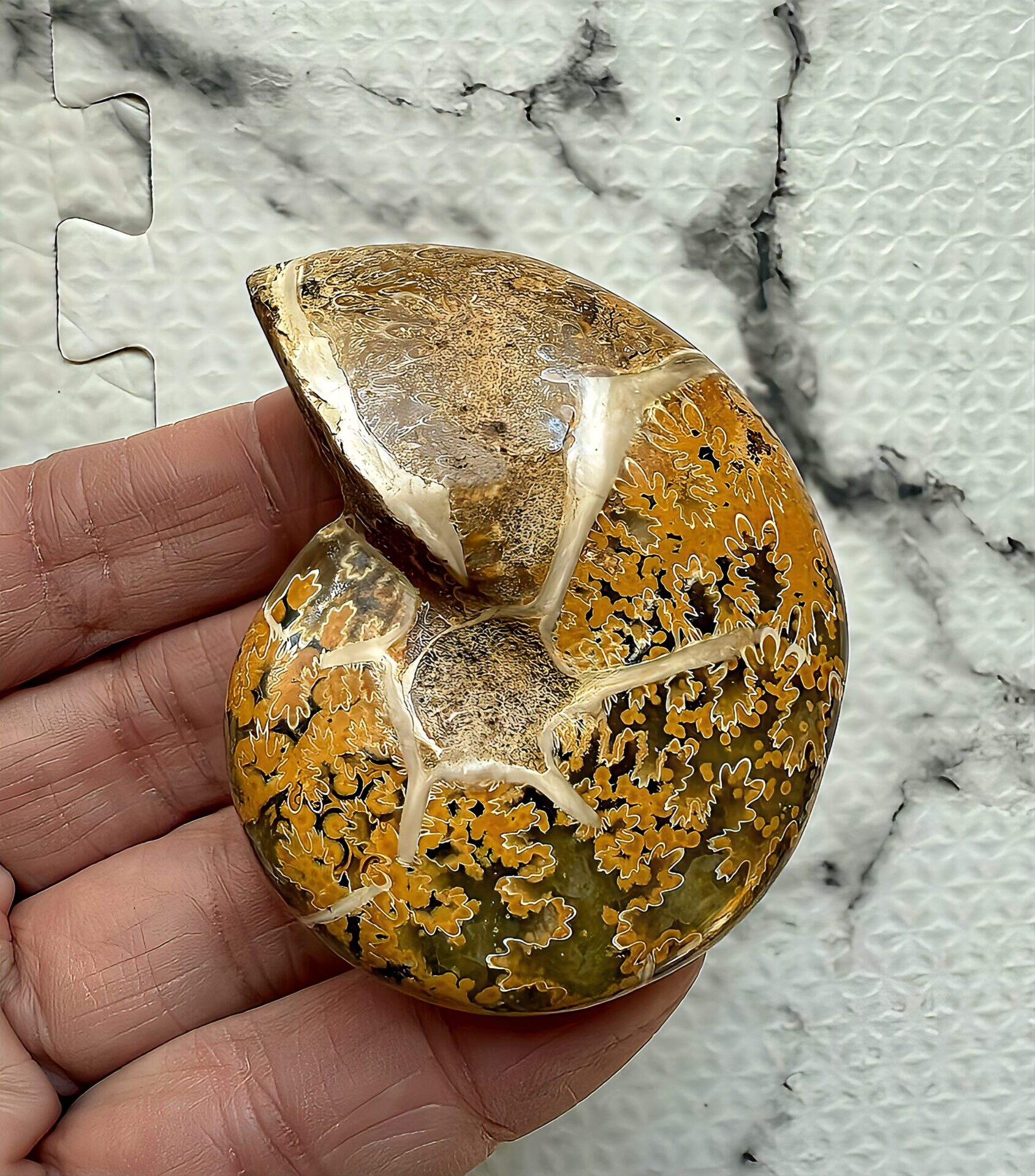 難問カリフィロセラスとホルコフィロセラス