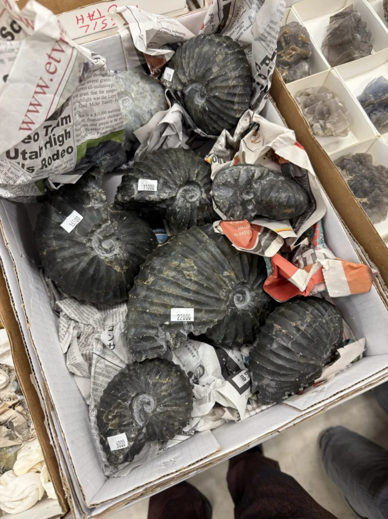 アンモナイト偽物本物の見分け方 | 虹色南瓜石（にじいろかぼちゃいし）