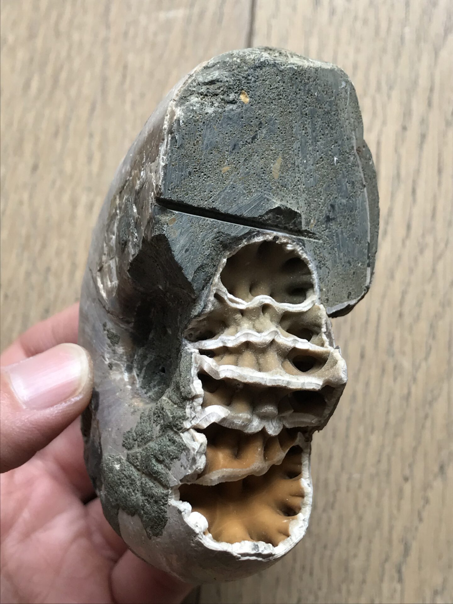 アンモナイト偽物本物の見分け方