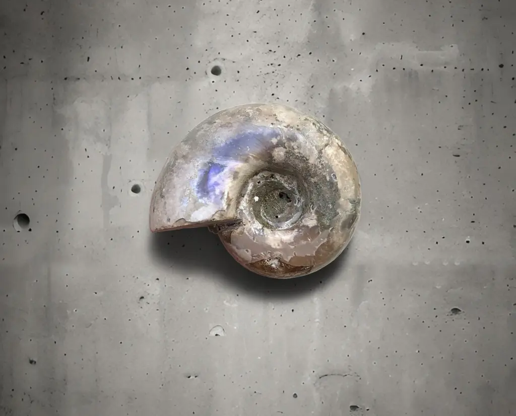 都市伝説とアンモナイト、テトラゴニテス発見 | 虹色南瓜石（にじいろ