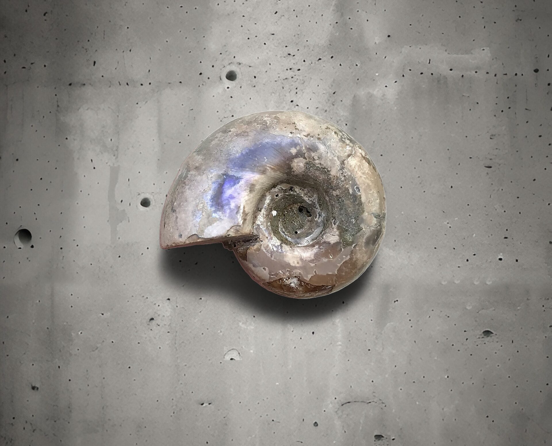 都市伝説とアンモナイト、テトラゴニテス発見