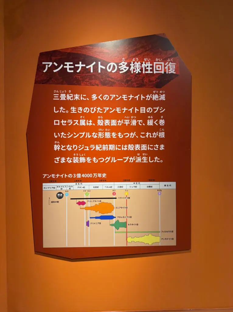 都市伝説とアンモナイト、テトラゴニテス発見 | 虹色南瓜石（にじいろ