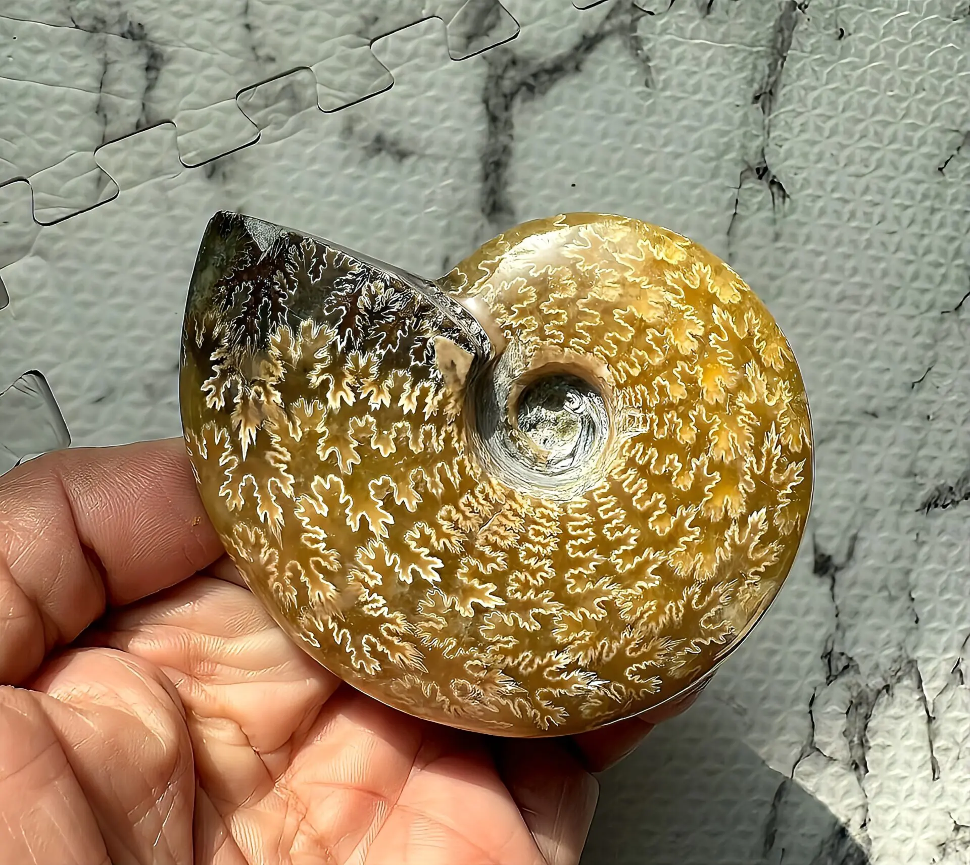 マダガスカル産直輸入 縫合線の浮き出るアンモナイト化石