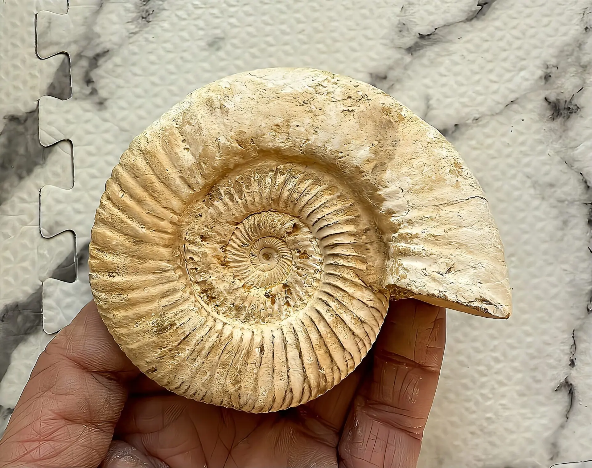 マダガスカル産アンモナイト | 虹色南瓜石（にじいろかぼちゃいし）