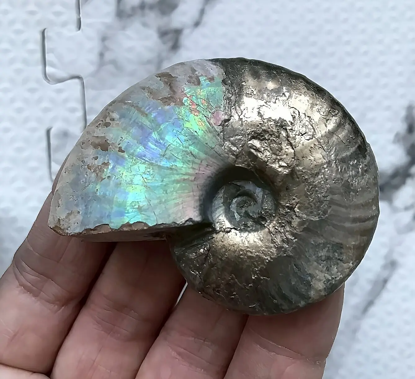 マダガスカル産アンモナイト | 虹色南瓜石（にじいろかぼちゃいし）