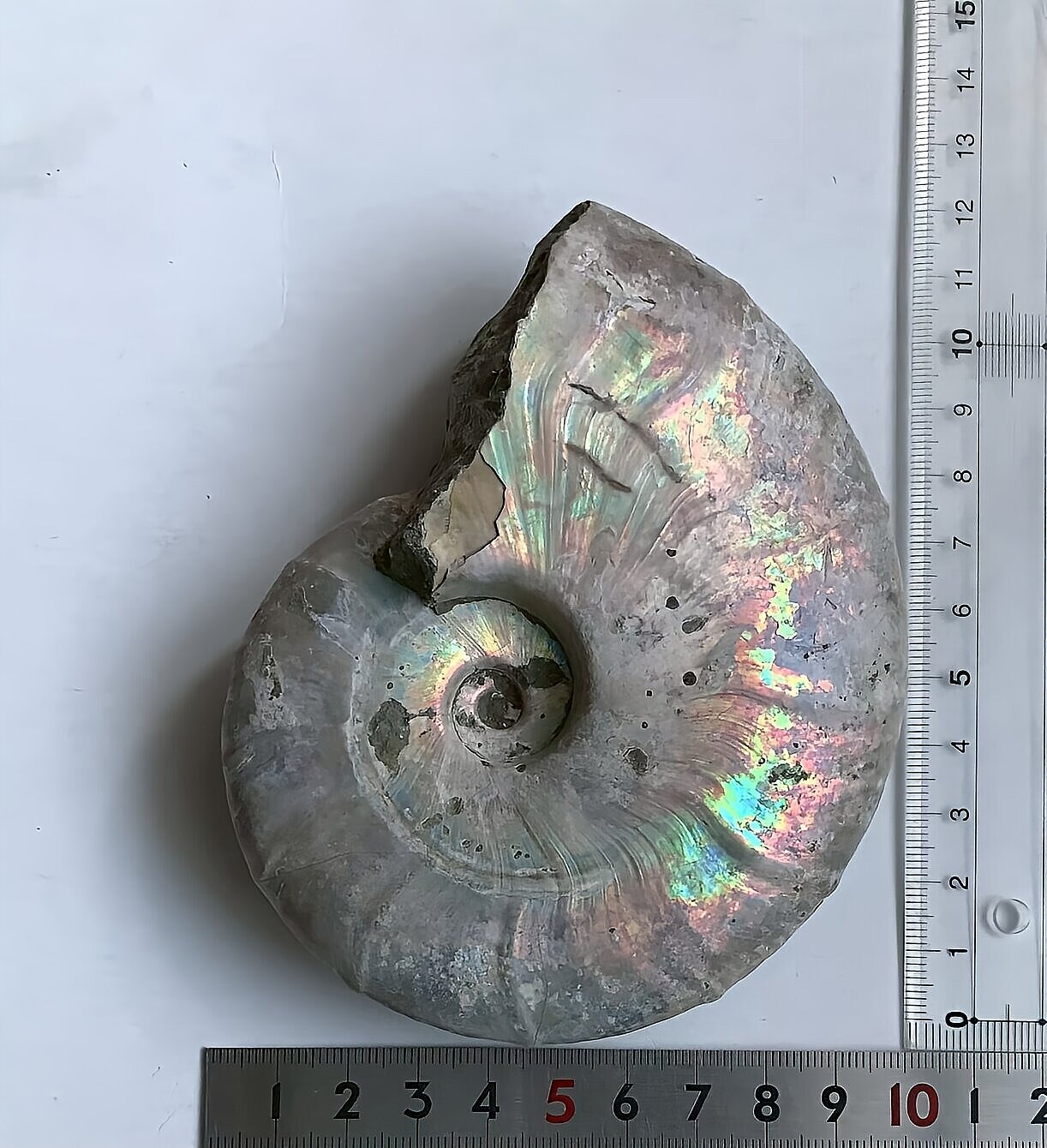 マダガスカル産 遊色虹色アンモナイト青(ビューダンティラス)青緑ピンク発色 - 画像 (9)