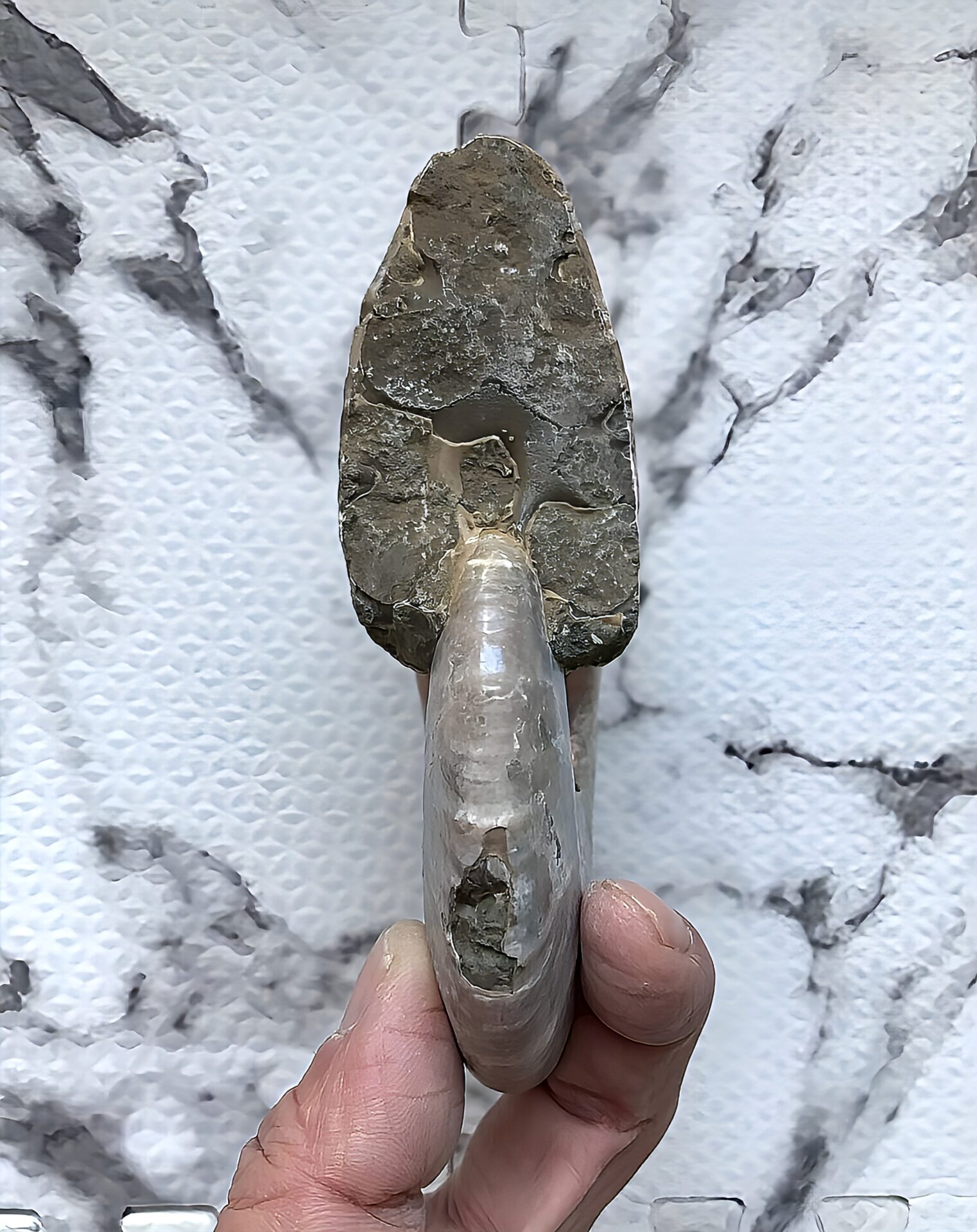 マダガスカル産 遊色虹色アンモナイト青(ビューダンティラス)青緑ピンク発色 - 画像 (10)