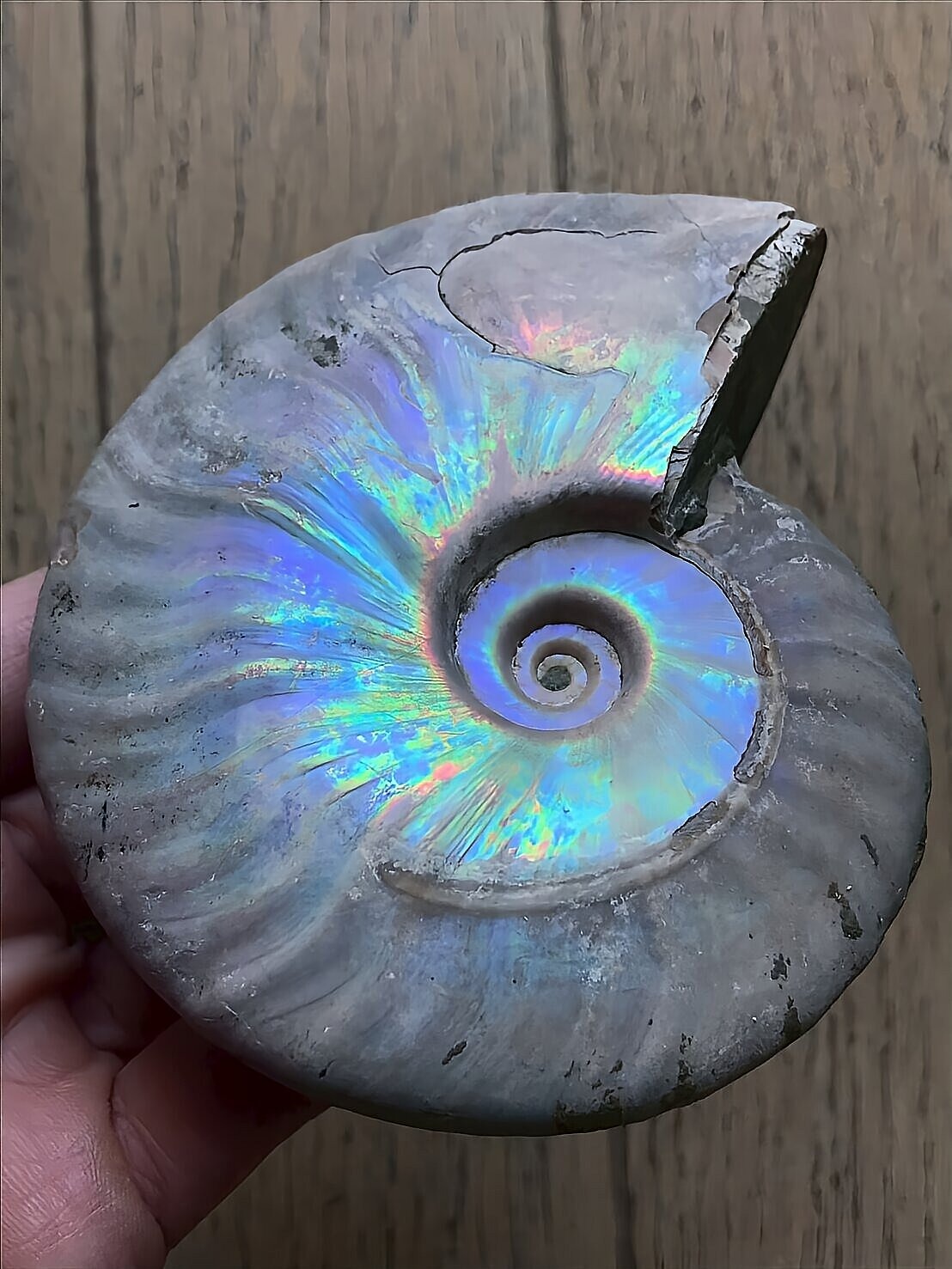 マダガスカル産 遊色虹色アンモナイト青(クレオニラス)青紫緑発色 中サイズ