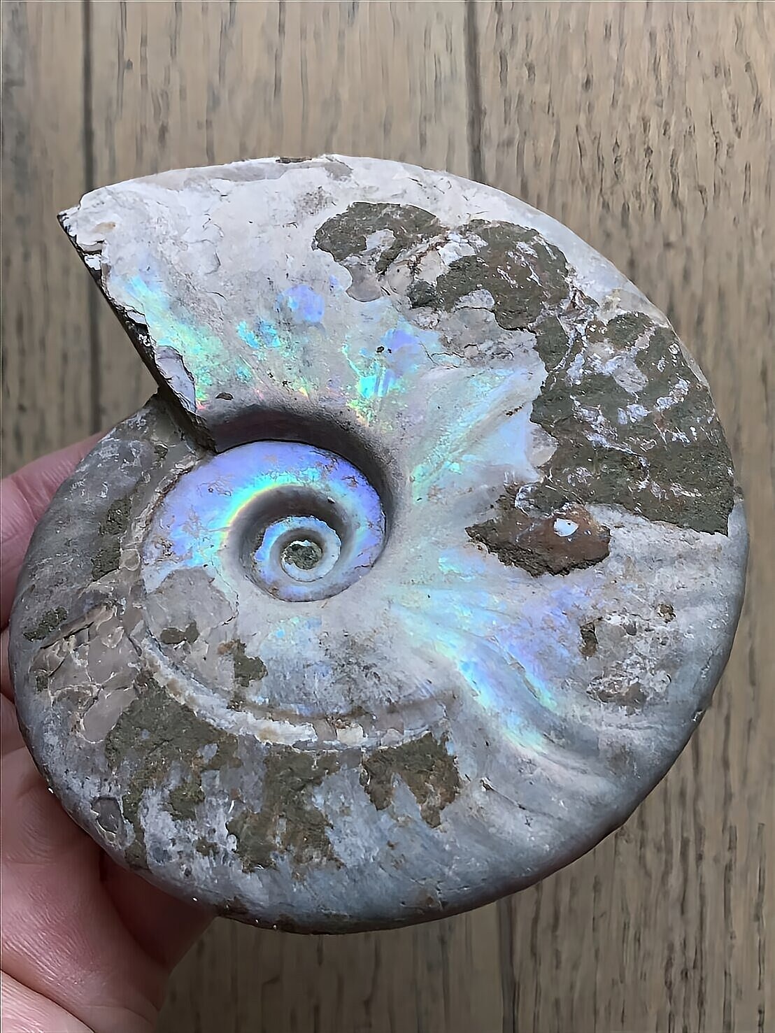 マダガスカル産 遊色虹色アンモナイト青(クレオニラス)青紫緑発色 中サイズ - 画像 (4)