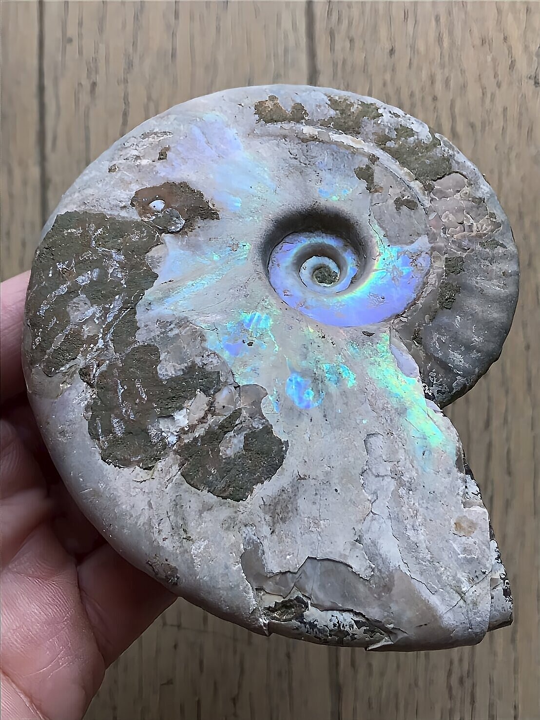 マダガスカル産 遊色虹色アンモナイト青(クレオニラス)青紫緑発色 中サイズ - 画像 (5)