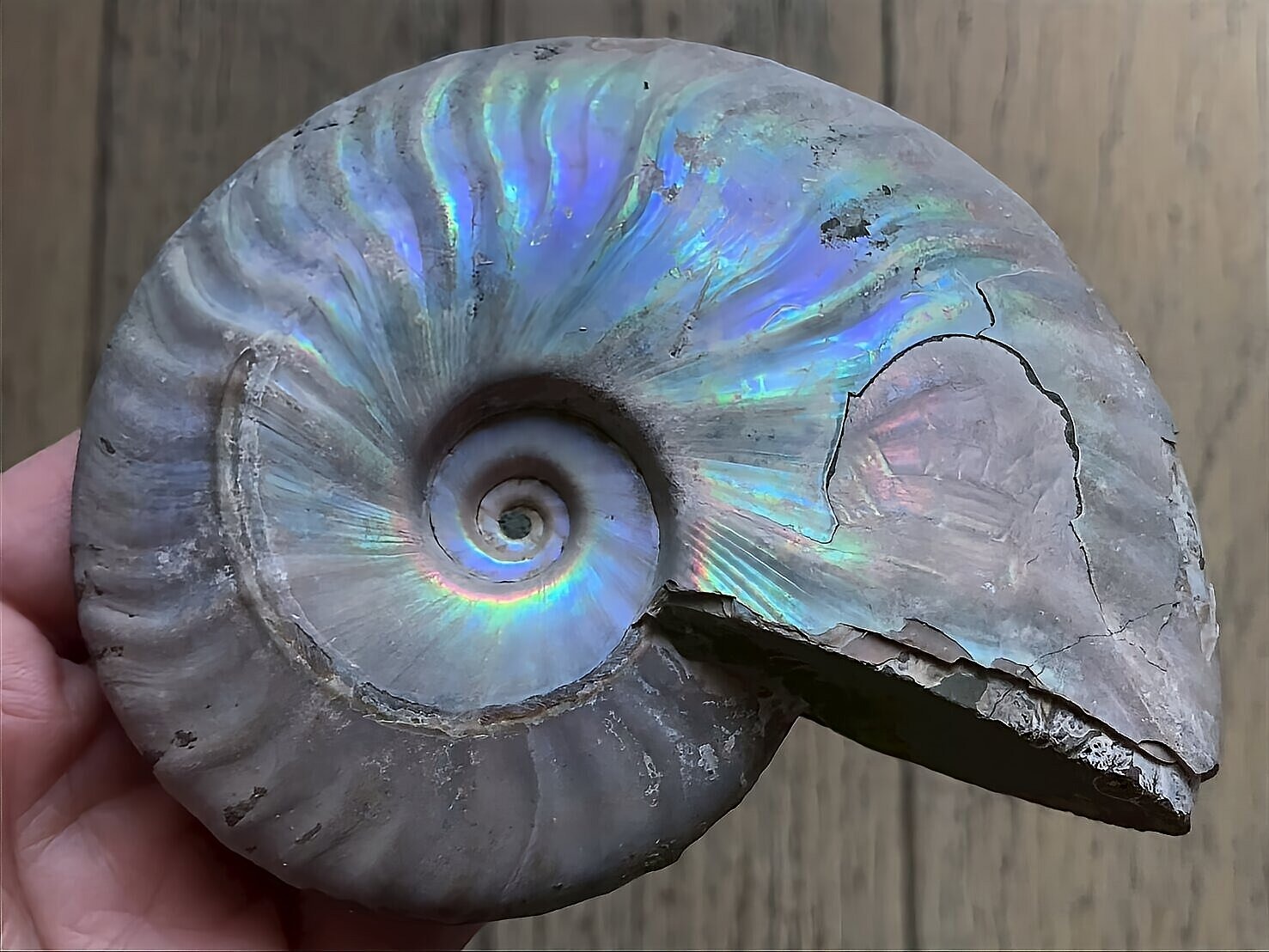 マダガスカル産 遊色虹色アンモナイト青(クレオニラス)青紫緑発色 中サイズ - 画像 (6)