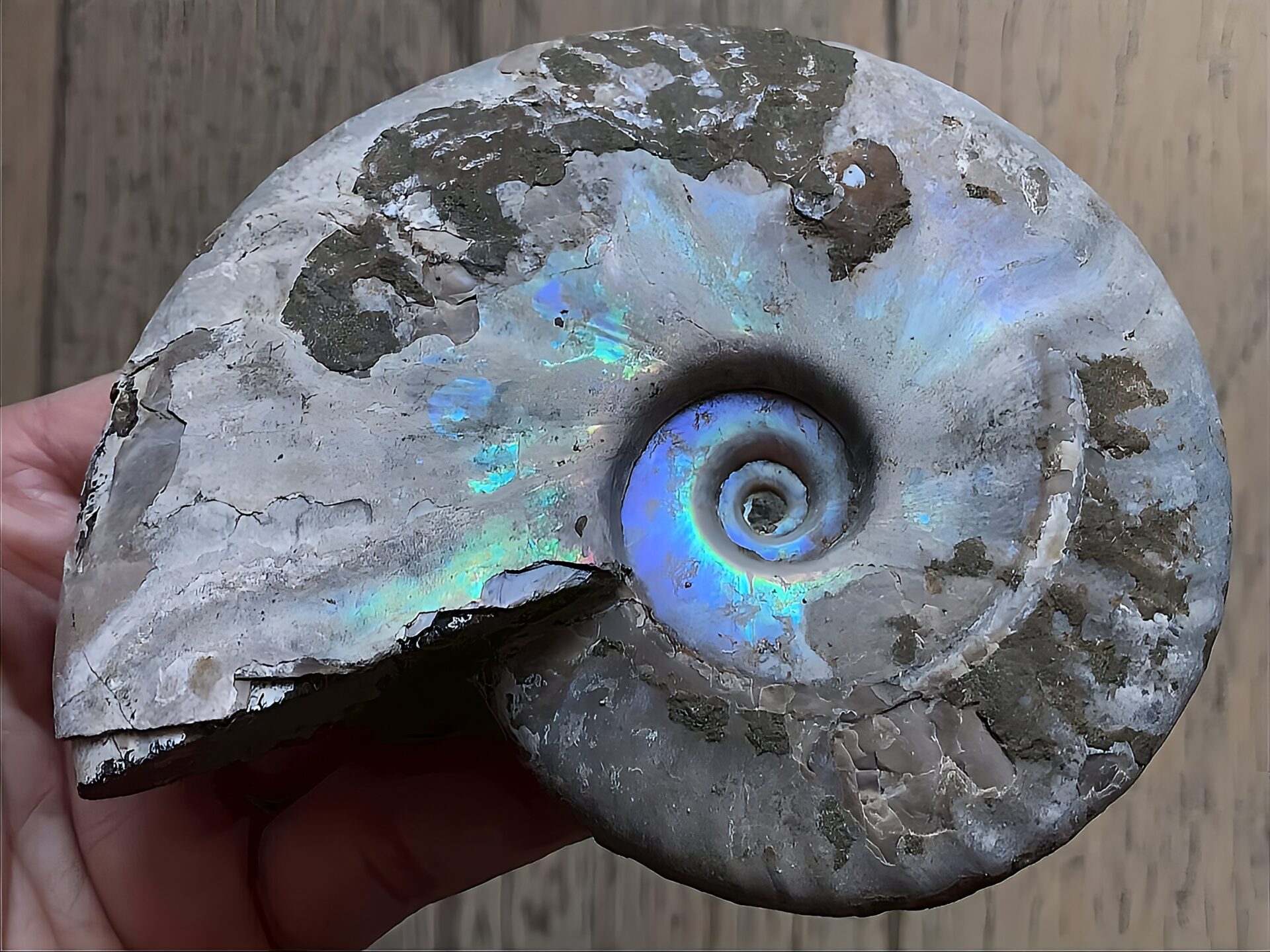 マダガスカル産 遊色虹色アンモナイト青(クレオニラス)青紫緑発色 中サイズ - 画像 (7)