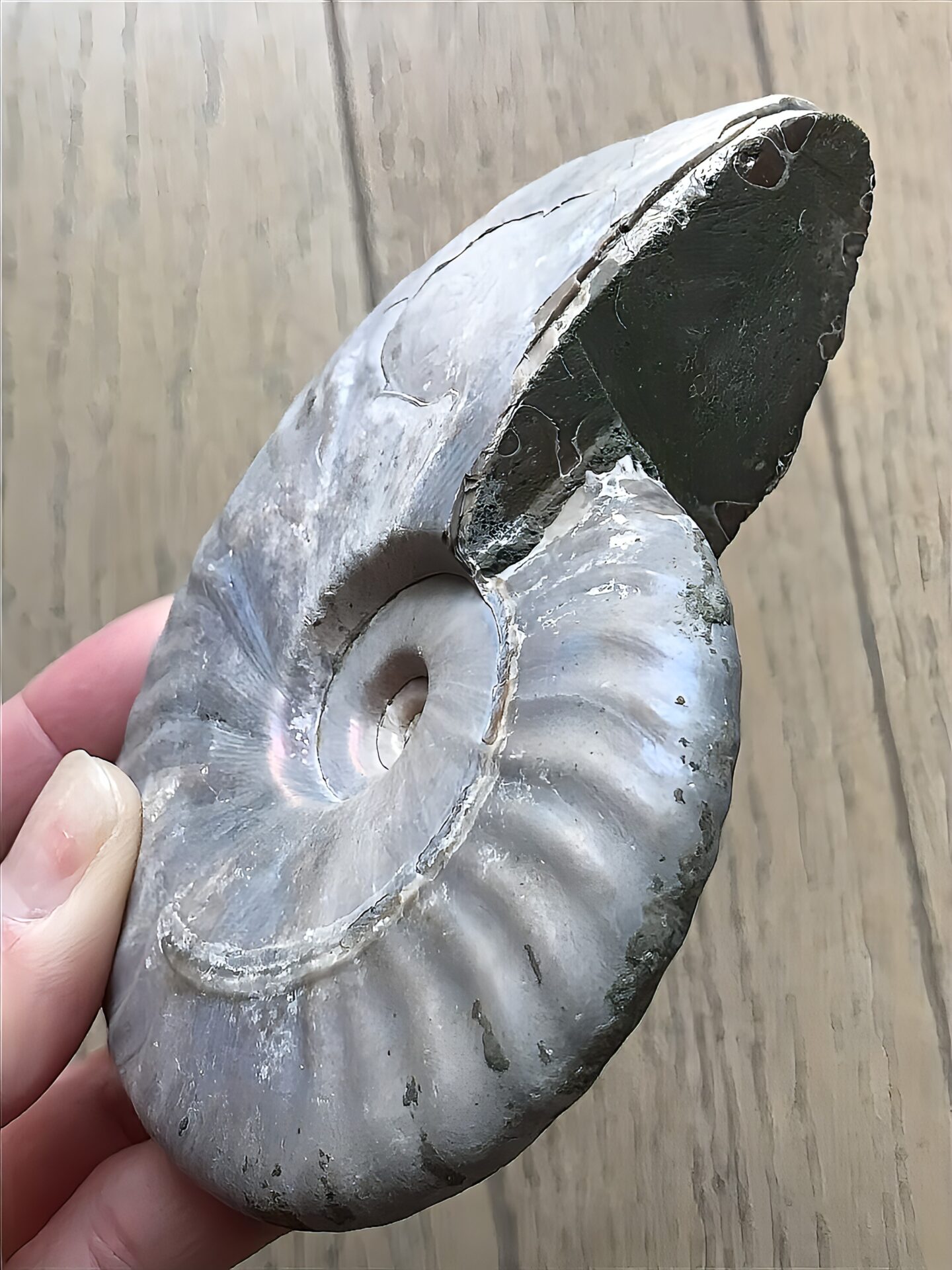 マダガスカル産 遊色虹色アンモナイト青(クレオニラス)青紫緑発色 中サイズ - 画像 (8)