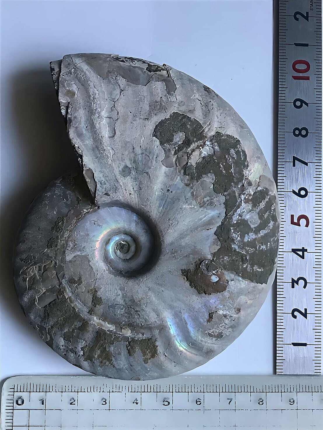 マダガスカル産 遊色虹色アンモナイト青(クレオニラス)青紫緑発色 中サイズ - 画像 (9)