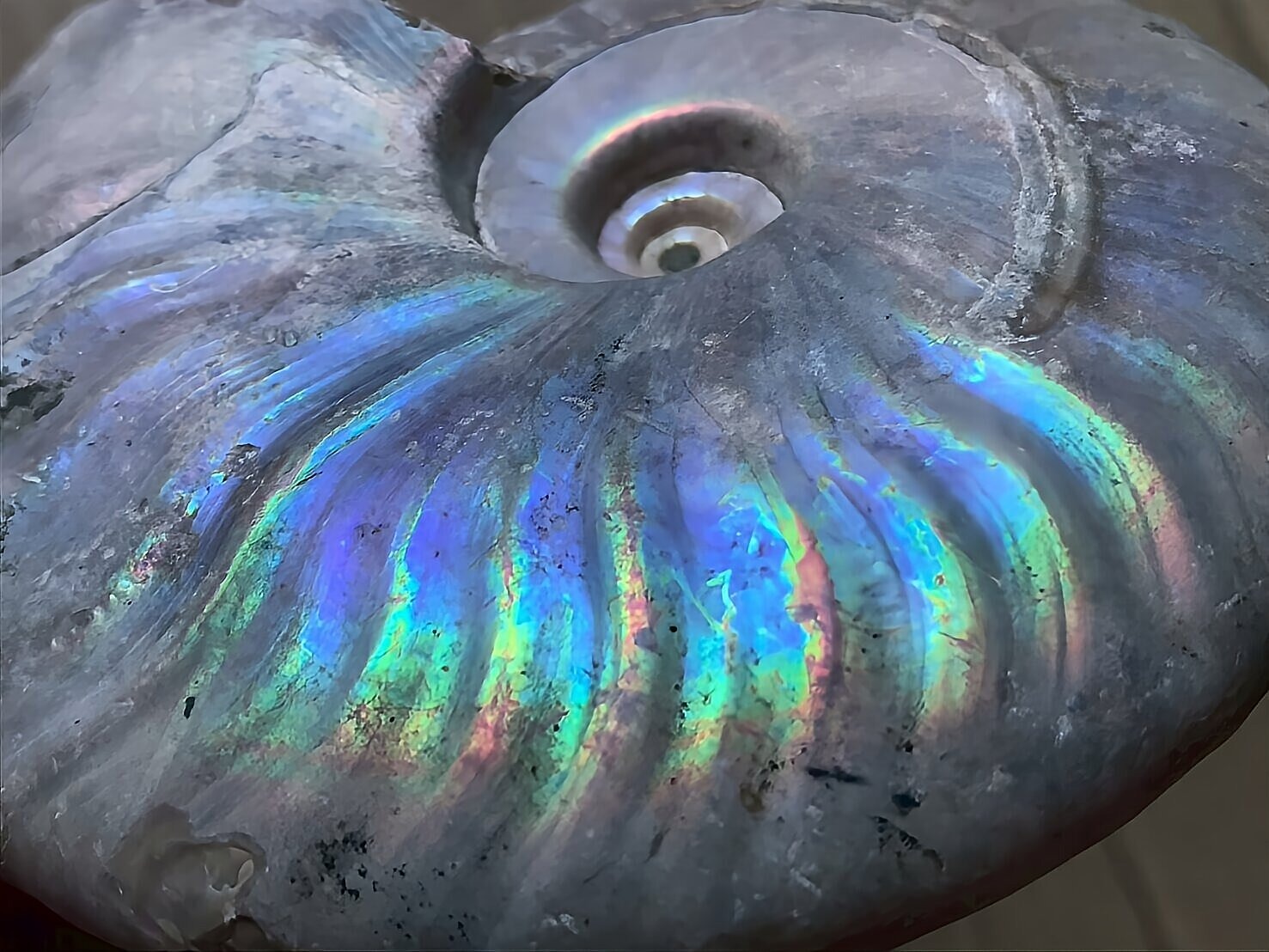 マダガスカル産 遊色虹色アンモナイト青(クレオニラス)青紫緑発色 中サイズ - 画像 (10)