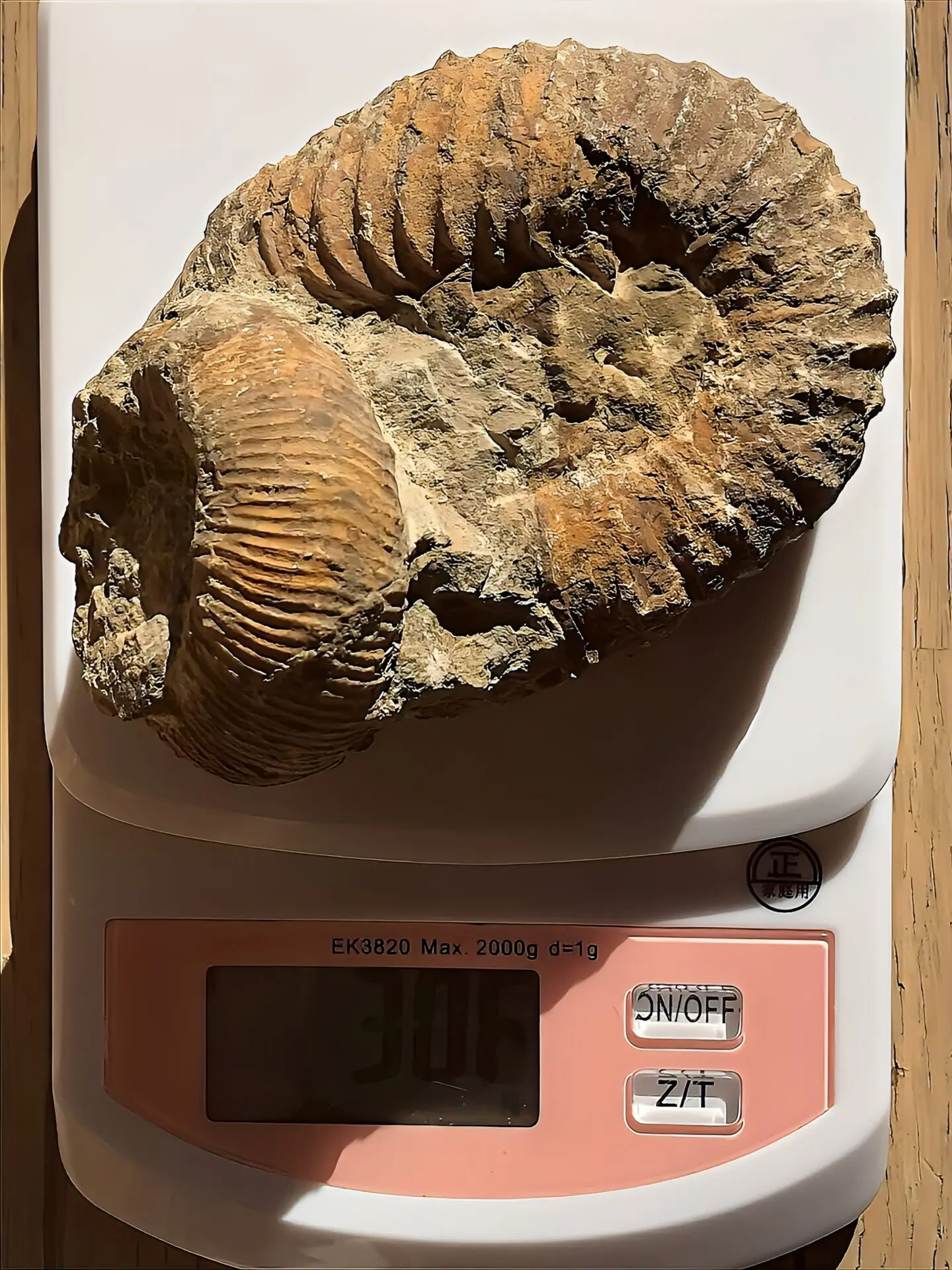 新入荷〉マダガスカル産 アンモナイト化石（ノストセラス）オレンジ