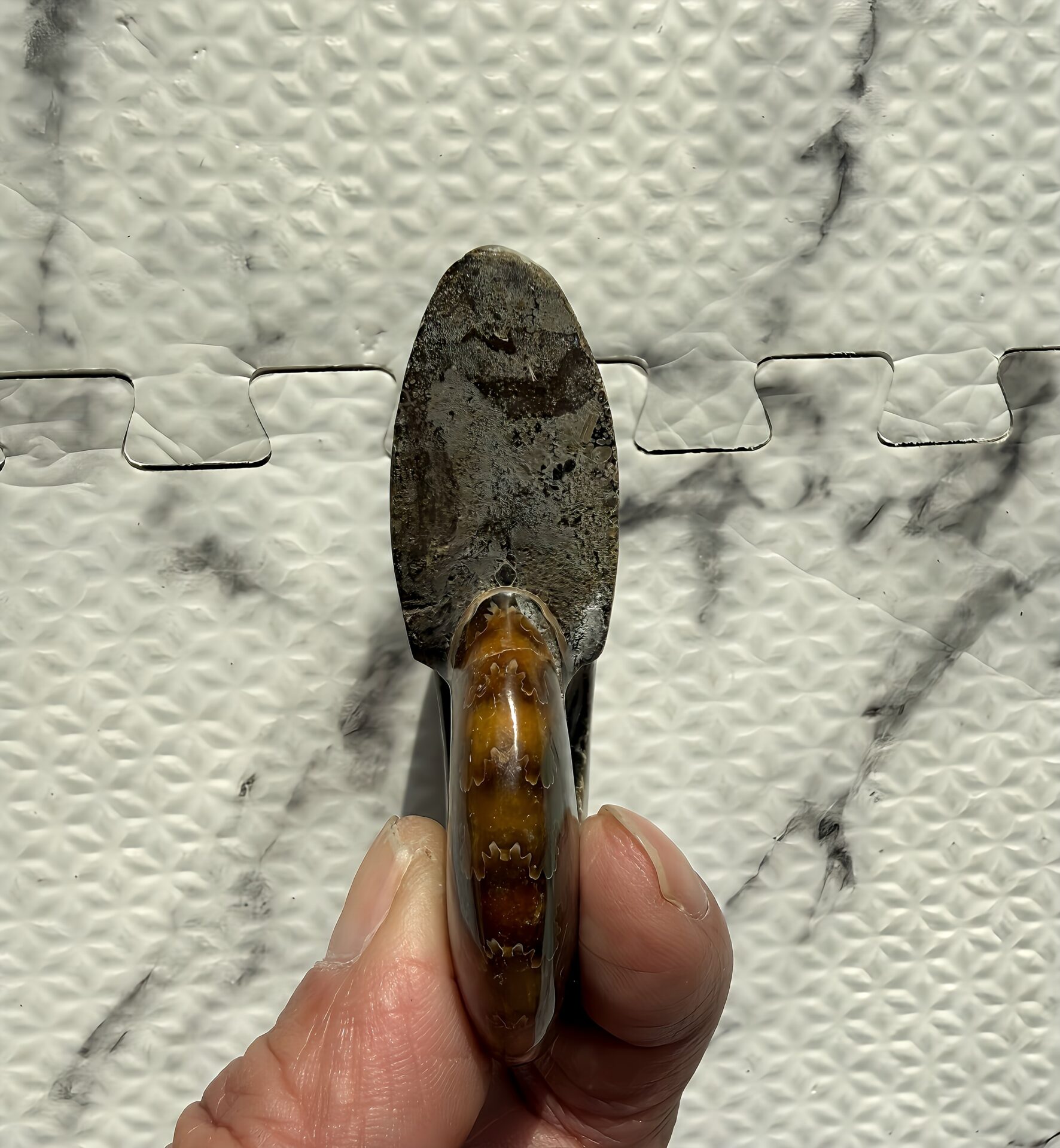 マダガスカル産直輸入 鮮明な縫合線の浮き出るアンモナイト化石 クリオニセラス 中サイズ - 画像 (10)