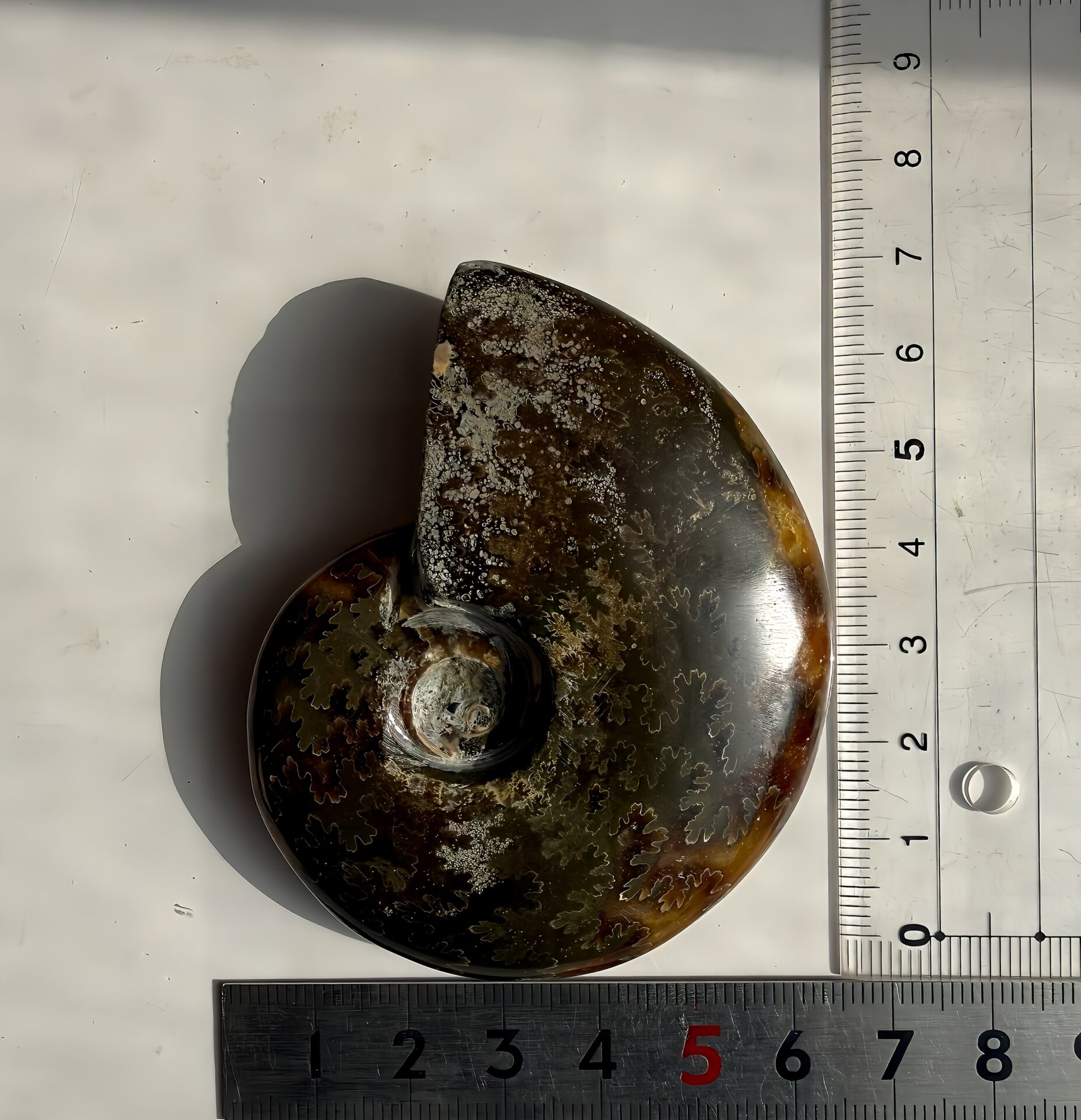 マダガスカル産直輸入 鮮明な縫合線の浮き出るアンモナイト化石 クリオニセラス 中サイズ - 画像 (11)