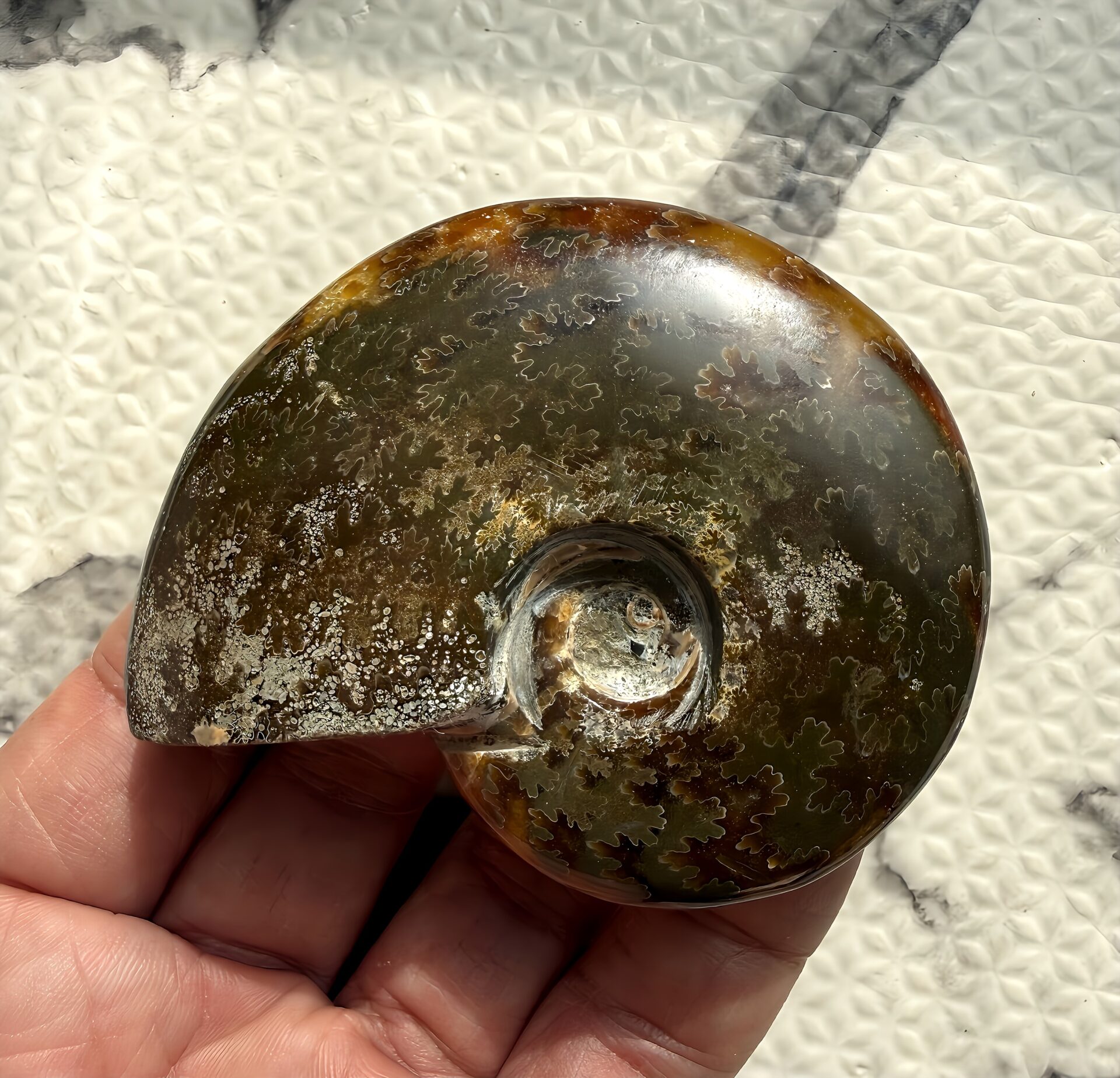 マダガスカル産直輸入 鮮明な縫合線の浮き出るアンモナイト化石 クリオニセラス 中サイズ - 画像 (5)