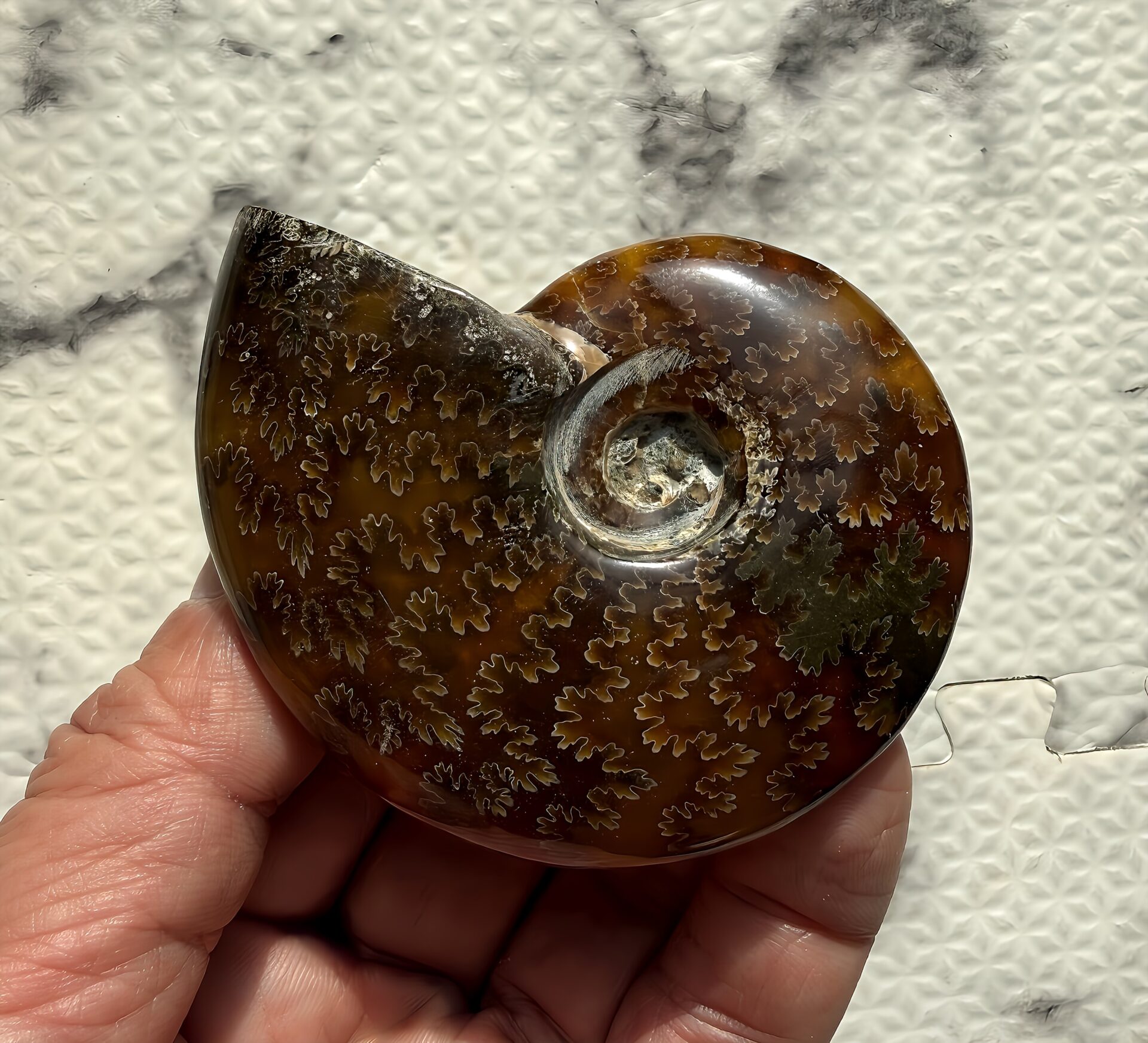 マダガスカル産直輸入 鮮明な縫合線の浮き出るアンモナイト化石 クリオニセラス 中サイズ - 画像 (3)