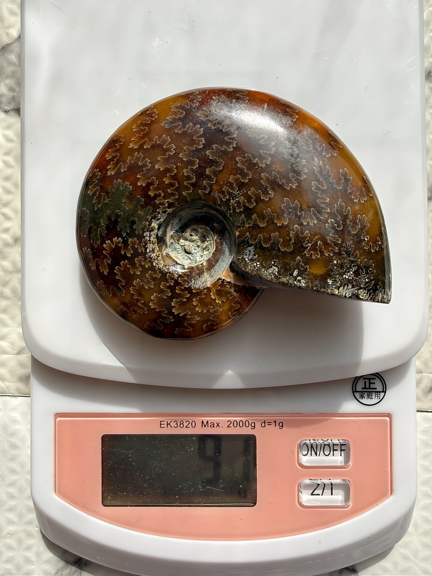 マダガスカル産直輸入 鮮明な縫合線の浮き出るアンモナイト化石 クリオニセラス 中サイズ - 画像 (12)