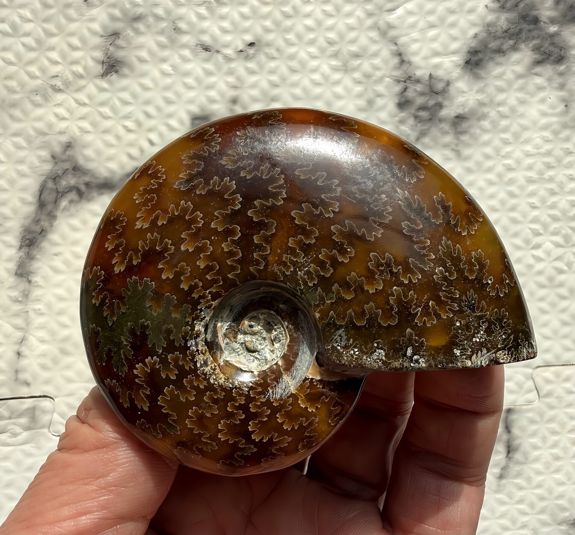 マダガスカル産直輸入 鮮明な縫合線の浮き出るアンモナイト化石 クリオニセラス 中サイズ - 画像 (4)