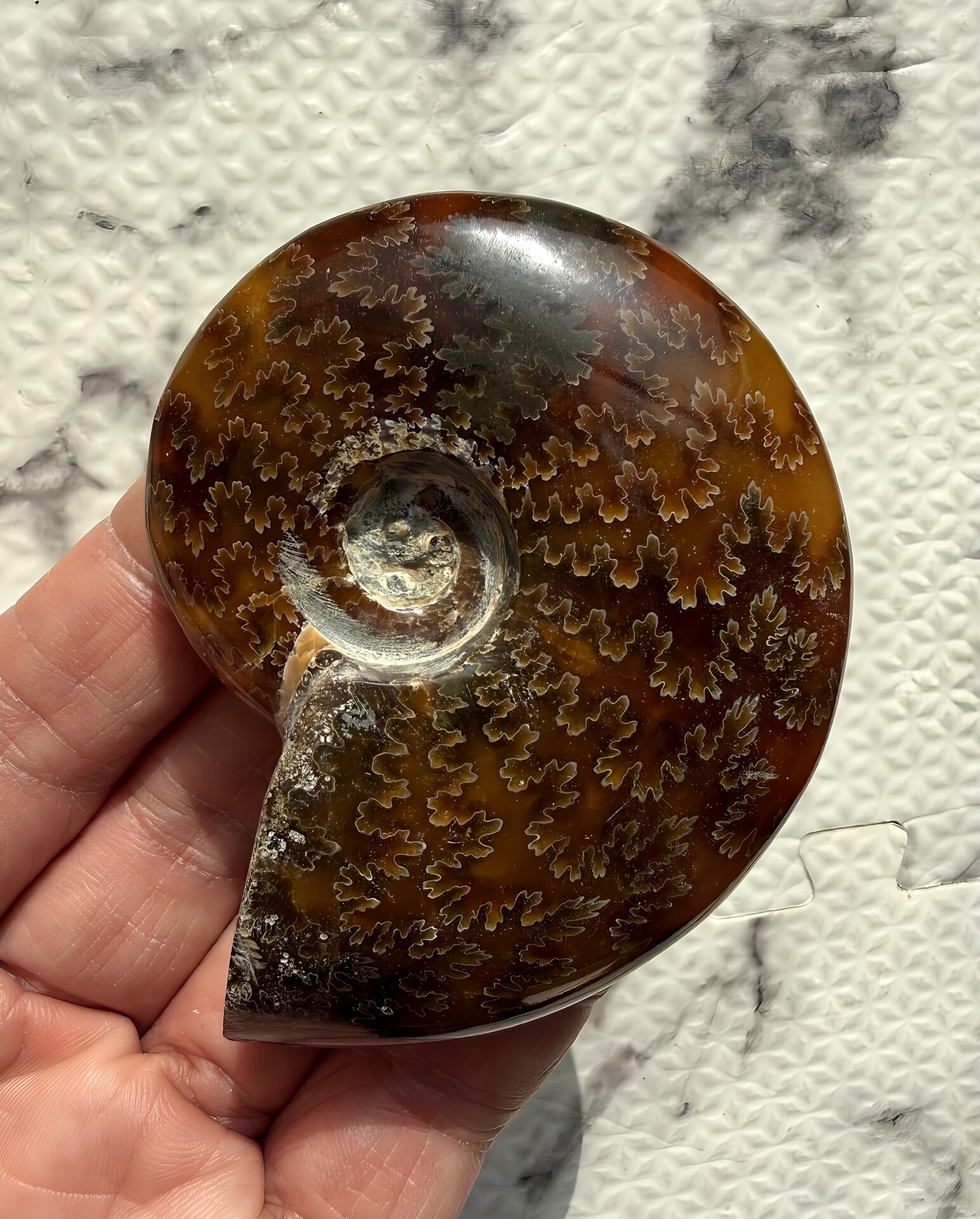 マダガスカル産直輸入 鮮明な縫合線の浮き出るアンモナイト化石 クリオニセラス 中サイズ - 画像 (7)