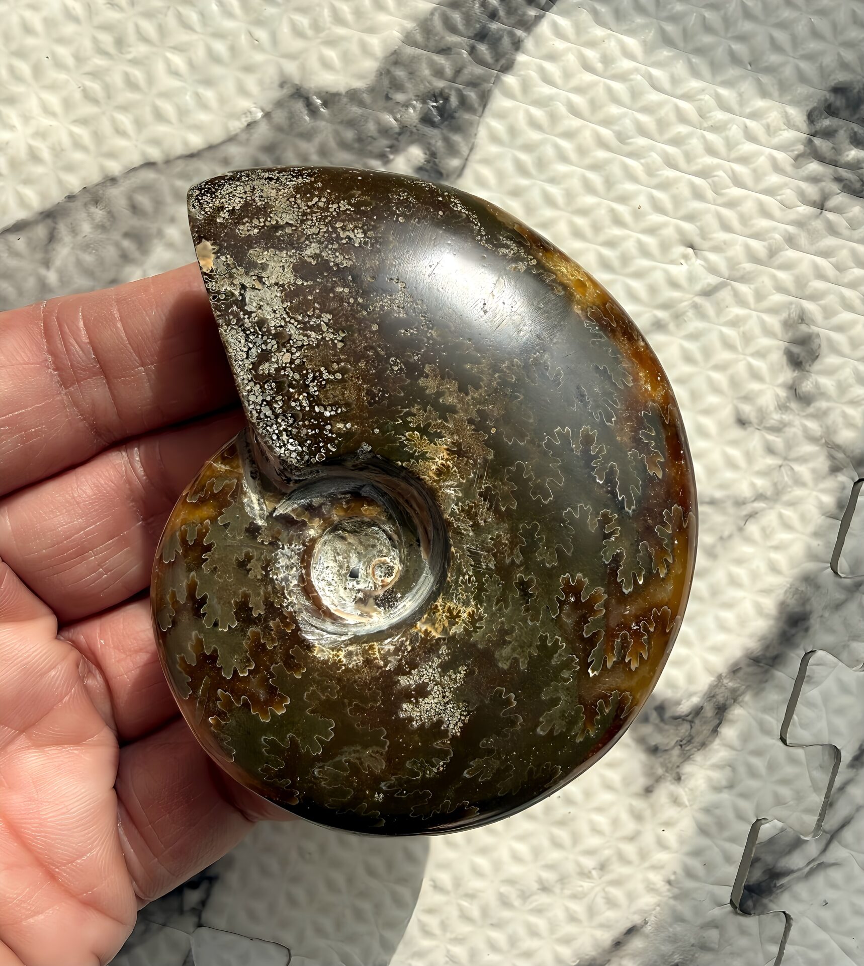 マダガスカル産直輸入 鮮明な縫合線の浮き出るアンモナイト化石 クリオニセラス 中サイズ - 画像 (8)