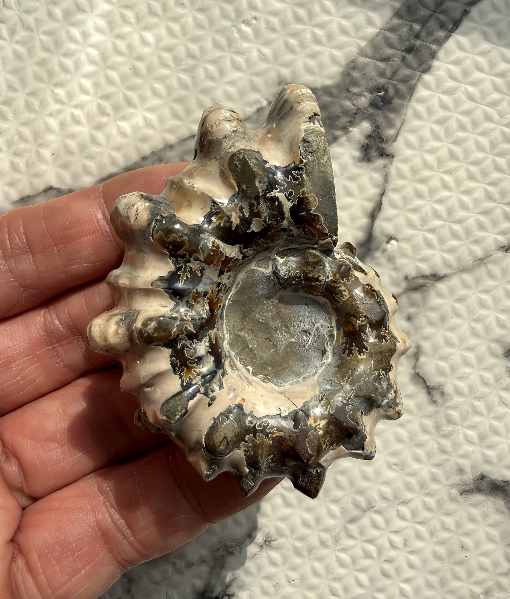 マダガスカル産アンモナイト-ドウビレイセラス・インエクイノーダム(Douvilleiceras inequinodum)超稀少個体 状態良好