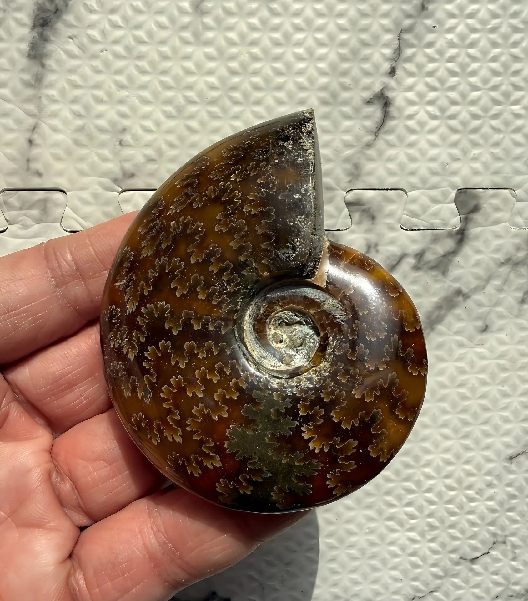 マダガスカル産直輸入 鮮明な縫合線の浮き出るアンモナイト化石