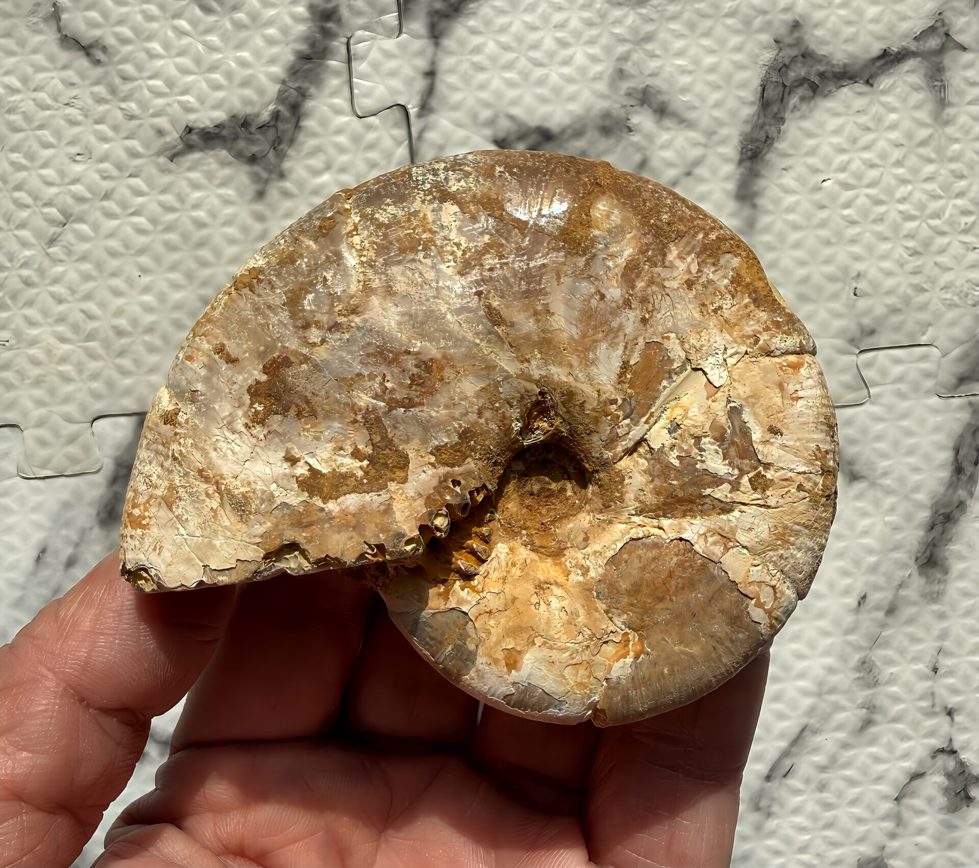 マダガスカル産アンモナイト-白褐色(ホルコフィロセラス)未研磨チュレア地層産 中サイズ個体