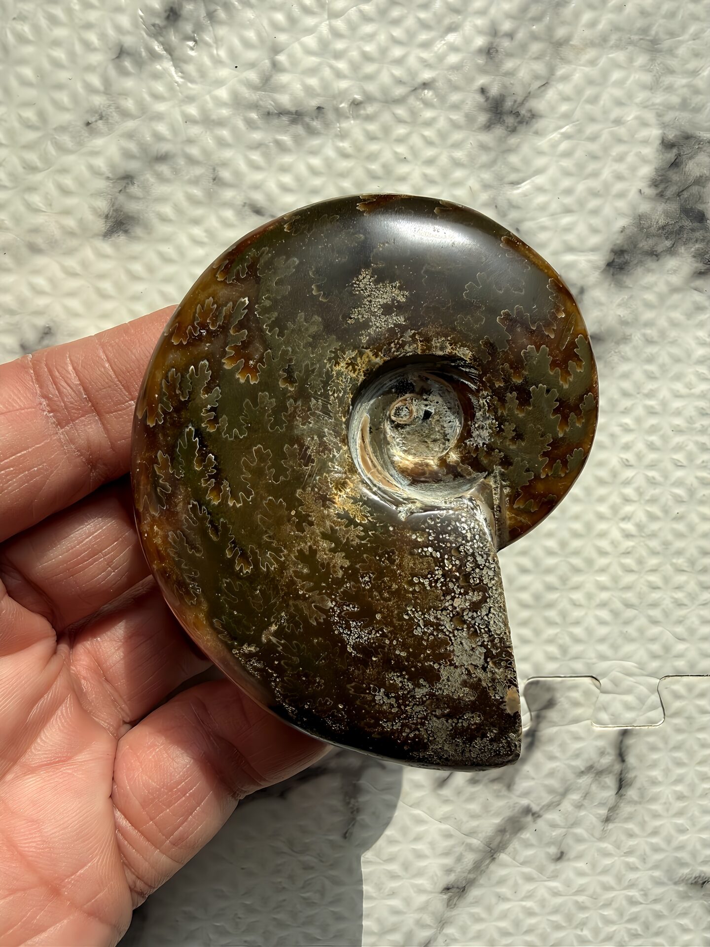 マダガスカル産直輸入 鮮明な縫合線の浮き出るアンモナイト化石 クリオニセラス 中サイズ - 画像 (6)